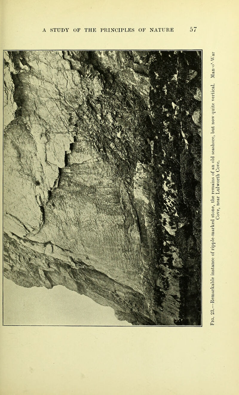 Fig. 23.—Remarkable instance of ripple-marked stone, the remains of an old seashore, but now quite vertical. Man-o’-War Cove, near Lulworth Cove.