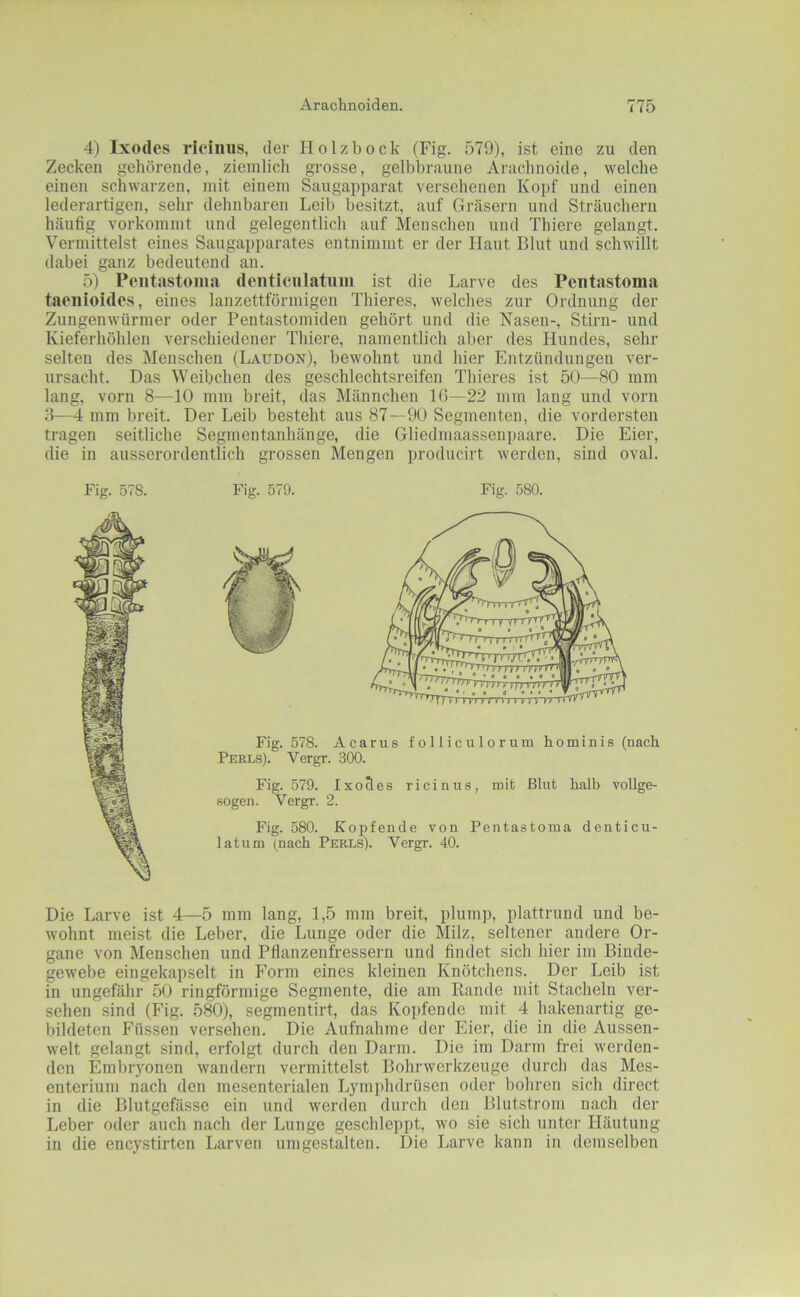 4) Ixodes ricinus, der Holz bock (Fig. 579), ist eine zu den Zecken gehörende, ziemlich grosse, gelbbraune Arachnoide, welche einen schwarzen, mit einem Saugapparat versehenen Kopf und einen lederartigen, sehr dehnbaren Leib besitzt, auf Grcäsern und Sträuchen! häutig vorkommt und gelegentlich auf Menschen und Thiere gelangt. Vermittelst eines Saugapparates entnimmt er der Haut Blut und schwillt dabei ganz bedeutend au. 5) Peiitastoina dentienlatiim ist die Larve des Pcntastoma taenioides, eines lanzettförmigen Thieres, welches zur Ordnung der Zungenwürmer oder Pentastomiden gehört und die Nasen-, Stirn- und Kieferhöhlen verschiedener Thiere, namentlich aber des Hundes, sehr selten des Menschen (Laudon), bewohnt und hier Entzündungen ver- ursacht. Das Weibchen des geschlechtsreifen Thieres ist 50—80 mm lang, vorn 8—10 mm breit, das Männchen IG—22 mm lang und vorn 3—4 mm breit. Der Leib besteht aus 87—90 Segmenten, die vordersten tragen seitliche Segmentanhänge, die Gliedmaassenpaare. Die Eier, die in ausserordentlich grossen Mengen producirt werden, sind oval. Fig. 578. Fig. 579. Fig. 580. Die Larve ist 4—5 mm lang, 1,5 mm breit, plump, plattrund und be- wohnt meist die Leber, die Lunge oder die Milz, seltener andere Or- gane von Menschen und Pflanzenfressern und findet sich hier im Binde- gewebe eingekapselt in Form eines kleinen Knötchens. Der Leib ist in ungefähr .50 ringförmige Segmente, die am Rande mit Stacheln ver- sehen sind (Fig. 580), segmentirt, das Kopfende mit 4 hakenartig ge- bildeten Füssen versehen. Die Aufnahme der Eier, die in die Aussen- welt gelangt sind, erfolgt durch den Darm. Die im Darm frei werden- den Embryonen wandern vermittelst Bohrwerkzeuge durch das Mes- enterium nach den mesenterialen Lymphdrüsen oder bohren sich direct in die Blutgefässe ein und werden durch den Blutstrom nach der Leber oder auch nach der Lunge geschleppt, wo sie sich unter Häutung in die encystirten Larven umgestalten. Die Larve kann in demselben
