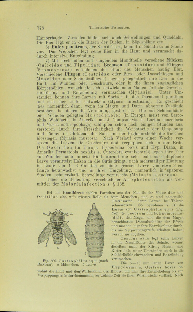 ITäiiiorrhagic. Zuweilen bilden sich auch Scliwellungen und Quaddeln. Die Eier legt er in die Ritzen der Dielen, in Sägespähne etc. 6) Pulcx penetrans, der Sandfloh, kommt in Südafrika im Sande vor. Das Weibchen legt seine Eier in die Haut und verursacht da- durch intensive Entzündung. 7) Mit stechendem und saugendem Mundtheile versehene Mücken (Culicidae und Tipulidae), Bremsen (Tabanidae) und Fliegen (Stomoxyidae) entnehmen der Haut des Menschen häufig Blut. Verschiedene Fliegen (Oestridae oder Bies- oder Dasselfliegen und Muscidae oder Schnieissfliegen) legen gelegentlich ihre Eier in die Haut, auf Wunden oder Geschwüre, oder in die ihnen zugänglichen Körperhöhlen, wonach die sich entwickelnden Maden örtliche Gewebs- zerstörung und Entzündung verursachen (Myiasis). Unter Um- ständen können ihre Larven mit Speisen in den Darmkanal gerathen und sich hier weiter entwickeln (Myiasis intestinalis). Es geschieht dies namentlich dann, wenn im Magen und Darm abnorme Zustände bestehen, bei denen die Verdauung gestört ist. Die auf Schleimhäute oder Wunden gelegten Muscideneier (in Europa meist von Sarco- phila Wohlfarti; in Amerika meist Coinpsomyia s. Lucilia macellaria und Musca anthropophaga) schlüpfen schon nach einigen Stunden aus, zerstören durch ihre Fressthätigkeit die Weichtheile der Umgebung und können ira Ohrkanal, der Nase und der Highmorshöhle die Knochen blosslegen (Myiasis muscosa). Nach Verlauf etwa einer Woche ver- lassen die Larven die Geschwüre und verpuppen sich in der Erde. Die Oes tri den (in Europa Hypoderina bovis und Hyp. Diana, in Amerika Derinatobia noxialis s. Cuterebra cyaniventris) legen ihre Eier auf Wunden oder intacte Haut, worauf die sehr bald ausschlüpfende Larve vermittelst Haken in die Cutis dringt, nach mehrmaliger Häutung im Laufe von 1—6 Monaten zu einer grossen Larve von etwa 2 cm Länge heranwächst und in ihrer Umgebung, namentlich in‘späteren Stadien, schmerzhafte Schwellung verursacht (Myiasis oestrosa). Ueber die Bedeutung verschiedener Anophelesarten als Ver- mittler der Malariainfection s. § 182. Bei den Hausthiereu spielen Parasiten aus der Familie der Muscidae und Oestridae eine weit grössere Eolle als beim Menschen, und es sind namentlich Oestrusarten, deren Larven bei Thieren schmarotzen. So bewohnen z. B. die Larven von Gastrophilus equi (Fig. 586), ü. pecorum und G. hacmorrho- idalis den Magen und die dem Magen benachbarten Darmabschnitte der Pferde und machen hier ihre Entwickelung durch, bis sie Verpuppungsreife erhalten haben, worauf sie abgehen. Oestrus ovis legt seine Lsirven in die Nasenlöcher der Schafe, worauf dieselben n.aeh der Stirn-, Nasen- und Kieferhöhle, unter Umständen auch in die Schädelhöhlc einwandern und En tzündung Fig. 586. Gastrophilus equi (nach verursachen. Bkauer). «Männchen. 6 Larve. „ ^-lo mm lange Lan^ ^on Hypoderina s. Oestrus bovis be- wohnt die Haut und den|Wirbelkanal des Rindes, um hier ihre Entwickelung bis zur Verpujjpuugsreife durchzumachen, zu welcher Zeit sie ihren Wirth wieder verlässt. Nach