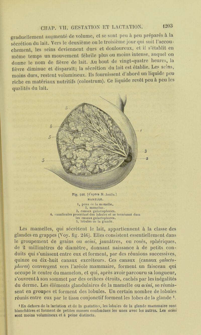 graduellement augmenté de volume, et se sont peu à peu préparés à la sécrétion du lait. Vers le deuxième ou le troisième jour qui suit l’accou- chement, les seins deviennent durs et douloureux, et il s’établit en môme temps un mouvement fébrile plus ou moins intense, auquel on donne le nom de fièvre de lait. Au bout de vingt-quatre heures, la fièvre diminue et disparaît; la sécrétion du lait est établie. Le.^ seins, moins durs, restent volumineux. Ils fournissent d’abord un liquide peu riche en matériaux nutritifs (colostrum). Ce liquide revêt peu à peu les qualités du lait. Figr. 246. (d’apres M. Joulin.) MAMELLE. 1, peau lie la mamelle. 2, mamelon. 3, canaux galucloplioies. 4, canalicules procédant des lobules et se terminant dans les canaux galactopliores. S, lobules de la glande. Les mamelles, qui sécrètent le lait, appartiennent à la classe des glandes en grappes (Voy. fig. 246). Elles consistent essentiellement dans le groupement de grains ou acmq jaunâtres, ou rosés, sphériques, de 2 millimètres de diamètre, donnant naissance à de petits con- duits qui s’unissent entre eux et forment, par des réunions successives, quinze ou dix-huit canaux excréteurs. Ces canaux (canaux galacto- phores) convergent vers l’aréole mammaire, forment un faisceau qui occupe le centre du mamelon, et qui, après avoir parcouru sa longueur, s’ouvrent à son sommet par des orifices étroits, cachés par les inégalités du derme. Les éléments glandulaires de la mamelle ou acini, se réunis- sent en groupes et forment des lobules. Un certain nombre de lobules réunis entre eux par le tissu conjonctif forment les lobes de la glande L ' En dehors de la lactation et de la gestation, les lobules de la glande mammaire sont blanchâtres et forment de petites masses confondues les unes avec les autres. Les «cin! sont moins volumineux et à peine distincts.