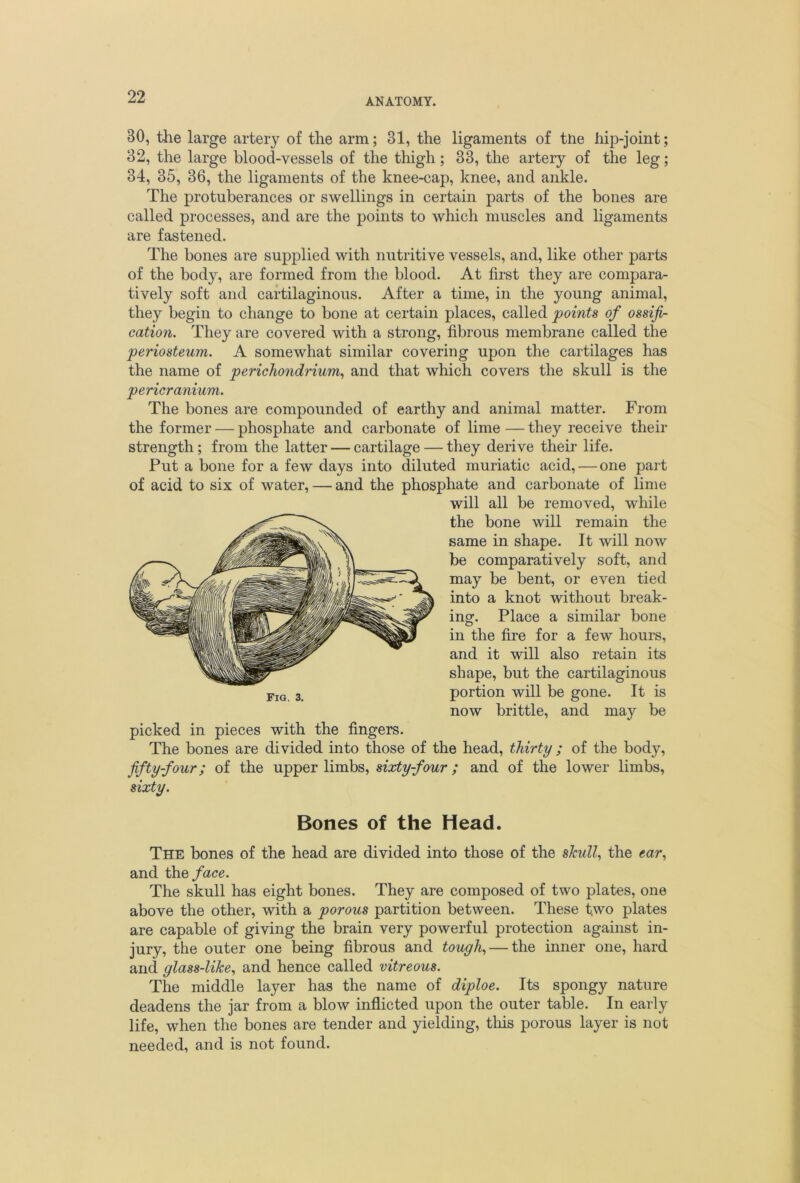 ANATOMY. 30, the large artery of the arm; 31, the ligaments of tne hip-joint; 32, the large blood-vessels of the thigh; 33, the artery of the leg; 34, 35, 36, the ligaments of the knee-cap, knee, and ankle. The protuberances or swellings in certain parts of the bones are called processes, and are the points to which muscles and ligaments are fastened. The bones are supplied with nutritive vessels, and, like other parts of the body, are formed from the blood. At first they are compara- tively soft and cartilaginous. After a time, in the young animal, they begin to change to bone at certain places, called points of ossifi- cation. They are covered with a strong, fibrous membrane called the periosteum. A somewhat similar covering upon the cartilages has the name of perichondrium., and that which covers the skull is the pericranium. The bones are compounded of earthy and animal matter. From the former — phosphate and carbonate of lime — they receive their strength; from the latter — cartilage — they derive their life. Put a bone for a few days into diluted muriatic acid, — one part of acid to six of water, — and the phosphate and carbonate of lime will all be removed, while the bone will remain the same in shape. It will now be comparatively soft, and may be bent, or even tied into a knot without break- ing. Place a similar bone in the fire for a few hours, and it will also retain its shape, but the cartilaginous portion will be gone. It is now brittle, and may be The bones are divided into those of the head, thirty ; of the body, fifty-four; of the upper limbs, sixty-four; and of the lower limbs, sixty. Fig. 3. picked in pieces with the fingers. Bones of the Head. The bones of the head are divided into those of the shull., the and the/ace. The skull has eight bones. They are composed of two plates, one above the other, with a porous partition between. These two plates are capable of giving the brain very powerful protection against in- jury, the outer one being fibrous and tough., — the inner one, hard and glass-like., and hence called vitreous. The middle layer has the name of diploe. Its spongy nature deadens the jar from a blow inflicted upon the outer table. In early life, when the bones are tender and yielding, tliis porous layer is not needed, and is not found.