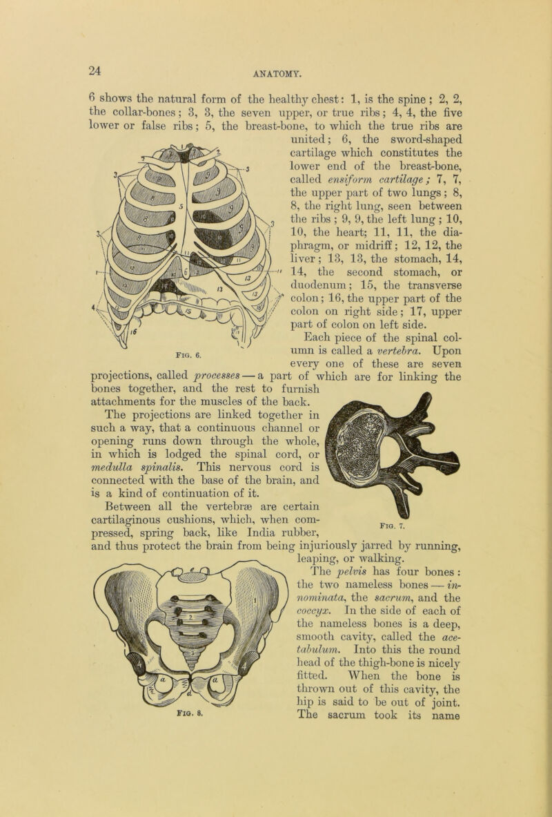 ANATOMY. Fig. 6. 6 shows the natural form of the healthy chest: 1, is the spine ; 2, 2, the collar-bones; 3, 3, the seven upper, or true ribs; 4, 4, the five lower or false ribs; 5, the breast-bone, to winch the true ribs are united; 6, the sword-shaped cartilage which constitutes the lower end of the breast-bone, called ensiform cartilage; 7, 7, the upper part of two lungs; 8, 8, the right lung, seen between the ribs ; 9, 9, the left lung ; 10, 10, the heart; 11, 11, the dia- phragm, or midriff; 12, 12, the liver; 13, 13, the stomach, 14, 14, the second stomach, or duodenum; 15, the transverse colon; 16, the upper part of the colon on right side; 17, upper part of colon on left side. Each piece of the spinal col- umn is called a vertebra. Upon every one of these are seven projections, called processes — a part of which are for linking the bones together, and the rest to furnish attachments for the muscles of the back. The projections are linked together in such a way, that a continuous channel or opening runs down through the whole, in which is lodged the spinal cord, or medulla spinalis. This nervous cord is connected with the base of the brain, and is a kind of continuation of it. Between all the vertebrae are certain cartilaginous cushions, which, when com- pressed, spring back, like India rubber, and thus protect the brain from being injuriously jarred by running, leaping, or walking. The pelvis has four bones : the two nameless bones — hv- no7ninata, the sacrum., and the coccyx. In the side of each of the nameless bones is a deep, smooth cavity, called the ace- tabulum. Into this the round head of the thigh-bone is nicely fitted. When the bone is thrown out of this cavity, the hip is said to be out of joint. The sacrum took its name Fig. 7. FlO. 8,