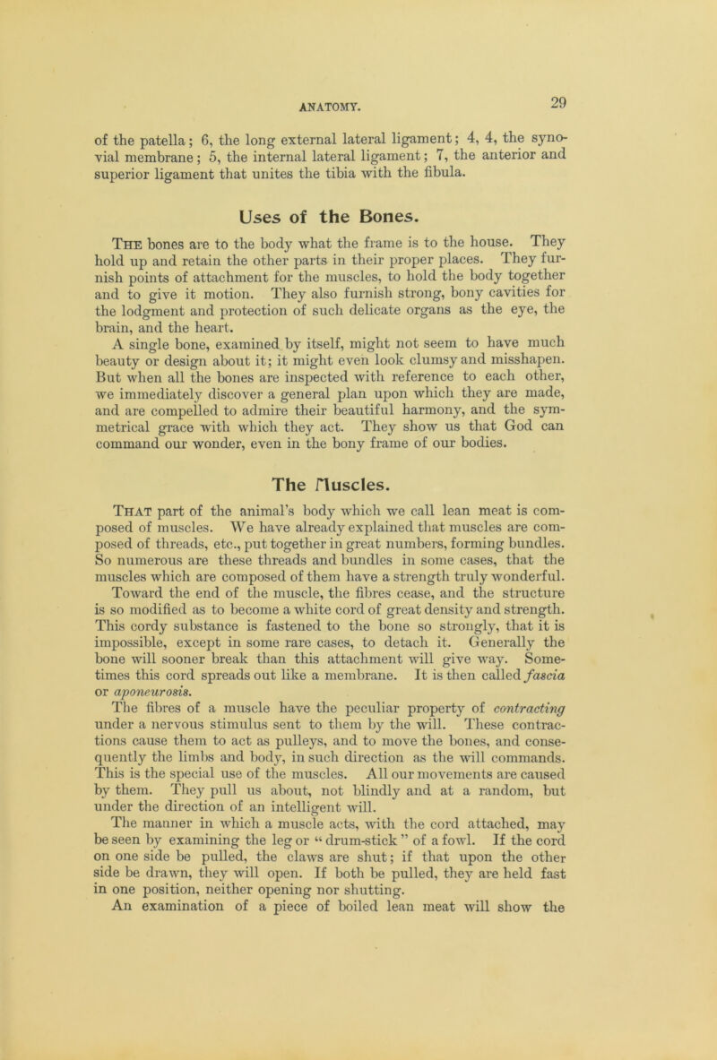 of the patella; 6, the long external lateral ligament; 4, 4, the syno- vial membrane; 5, the internal lateral ligament; 7, the anterior and superior ligament that unites the tibia with the fibula. Uses of the Bones. The bones are to the body what the frame is to the house. They hold up and retain the other parts in their proper places. They fur- nish points of attachment for the muscles, to hold the body together and to give it motion. They also furnish strong, bony cavities for the lodgment and protection of such delicate organs as the eye, the brain, and the heart. A single bone, examined by itself, might not seem to have much beauty or design about it; it might even look clumsy and misshapen. But when all the bones are inspected with reference to each other, we immediately discover a general plan upon which they are made, and are compelled to admire their beautiful harmony, and the sym- metrical grace with which they act. They show us that God can command our wonder, even in the bony frame of our bodies. The iTuscles. That part of the animal’s body which we call lean meat is com- posed of muscles. We have already explained tliat muscles are com- posed of threads, etc., put together in great numbers, forming bundles. So numerous are these threads and bundles in some cases, that the muscles which are composed of them have a strength truly wonderful. Toward the end of the muscle, the fibres cease, and the structure is so modified as to become a white cord of great density and strength. This cordy substance is fastened to the bone so strongly, that it is impossible, except in some rare cases, to detach it. Generally the bone will sooner break than this attachment will give way. Some- times this cord spreads out like a membrane. It is then called or aponeurosis. Tile fibres of a muscle have the peculiar property of contracting under a nervous stimulus sent to them by the will. These contrac- tions cause them to act as pulleys, and to move the bones, and conse- quently the limbs and body, in such direction as the will commands. This is the special use of the muscles. All our movements are caused by them. They pull us about, not blindly and at a random, but under the direction of an intelligent will. The manner in which a muscle acts, with the cord attached, may be seen by examining the leg or “ drum-stick ” of a fowl. If the cord on one side be pulled, the claws are shut; if that upon the other side be drawn, they will open. If both be pulled, they are held fast in one position, neither opening nor shutting. An examination of a piece of boiled lean meat will show the