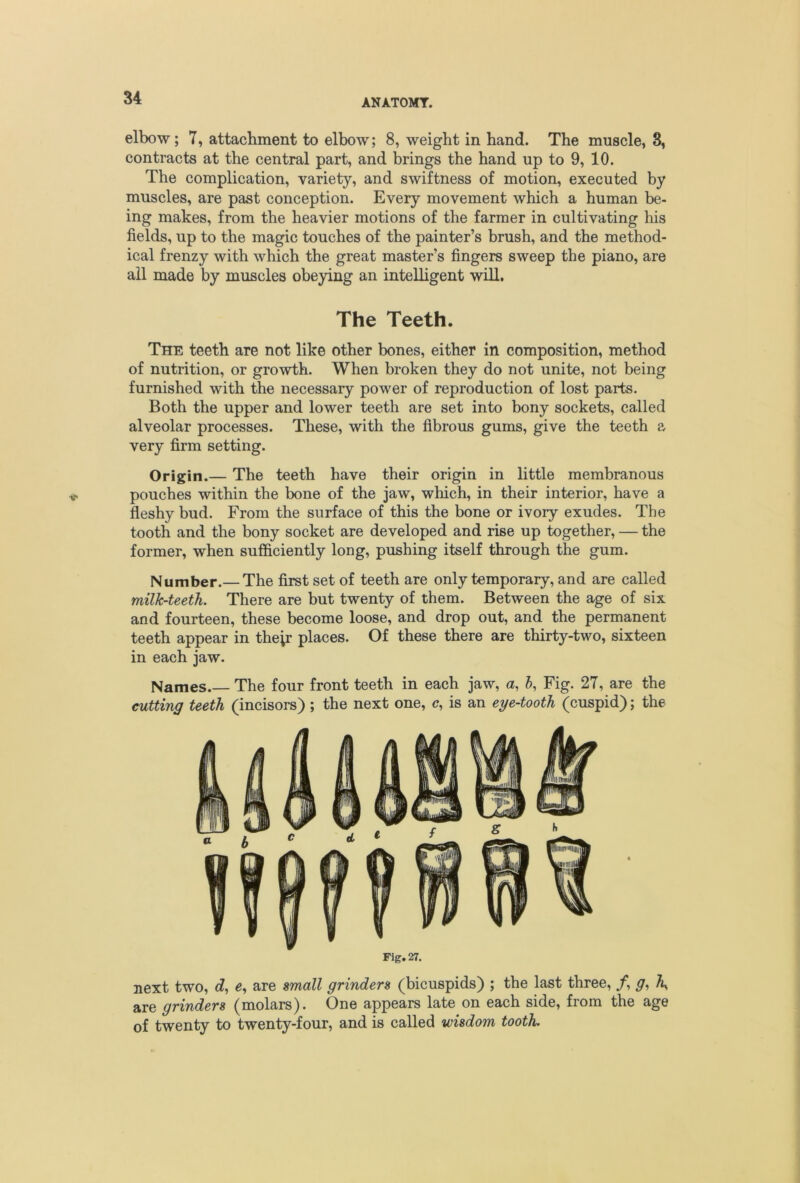 elbow; 7, attachment to elbow; 8, weight in hand. The muscle, 8, contracts at the central part, and brings the hand up to 9, 10. The complication, variety, and swiftness of motion, executed by muscles, are past conception. Every movement which a human be- ing makes, from the heavier motions of the farmer in cultivating his fields, up to the magic touches of the painter’s brush, and the method- ical frenzy with which the great master’s fingers sweep the piano, are ail made by muscles obeying an intelligent will. The Teeth. The teeth are not like other bones, either in composition, method of nutrition, or growth. When broken they do not unite, not being furnished with the necessary power of reproduction of lost parts. Both the upper and lower teeth are set into bony sockets, called alveolar processes. These, with the fibrous gums, give the teeth very firm setting. Origin.— The teeth have their origin in little membranous pouches within the bone of the jaw, which, in their interior, have a fleshy bud. From the surface of this the bone or ivory exudes. The tooth and the bony socket are developed and rise up together, — the former, when sufficiently long, pushing itself through the gum. Number.— The first set of teeth are only temporary, and are called milk-teeth. There are but twenty of them. Between the age of six and fourteen, these become loose, and drop out, and the permanent teeth appear in their places. Of these there are thirty-two, sixteen in each jaw. Names The four front teeth in each jaw, a, 5, Fig. 27, are the cutting teeth (incisors); the next one, c, is an eye-tooth (cuspid); the Fig. 27. next two, d, e, are small grinders (bicuspids) ; the last three, /, A, are grinders (molars). One appears late on each side, from the age of twenty to twenty-four, and is called wisdom tooth.