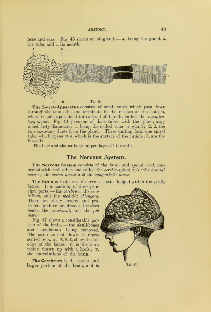 nose and ears. Fig. 45 shows an oil-gland, — <z, being the gland, 5. the tube, and c, its mouth. 1 2 3 2 Fig. 46. The Sweat-Apparatus consists of small tubes wliich pass down through the true skin, and terminate in the meshes at the bottom, where it coils upon itself into a kind of bundle, called the perspira- tory gland. Fig. 46 gives one of these tubes, with the gland, mag- nified forty diameters: 1, being the coiled tube or gland; 2, 2, the two excretory ducts from the gland. These uniting form one spiral tube, which opens at 4, which is the surface of the cuticle; 3, are the faficells. The hair and the nails are appendages of the skin. The Nervous System. The Nervous System consists of the hrain and spinal cord., con- nected with each other, and called the cerehro-spinal axis ; the cranial nerves ; the spinal nerves and the sympathetic nerve. The Brain is that mass of nervous matter lodged within the skull- bones. It is made up of three prin- cipal parts, — the cerebrum., the cere- helium., and the medulla oblongata. These are nicely covered and pro- tected by three membranes, the dura mater., the arachnoid., and the pia mater. Fig. 47 shows a considerable por- tion of the brain, — the skull-bones and membranes being removed. The scalp turned down is repre- sented by A, A ; E, E, E, show the cut edge of the bones; c, is the dura mater, drawn up with a hook; f, the convolutions of the brain. The Cerebrum is the upper and larger portion of the brain, and is