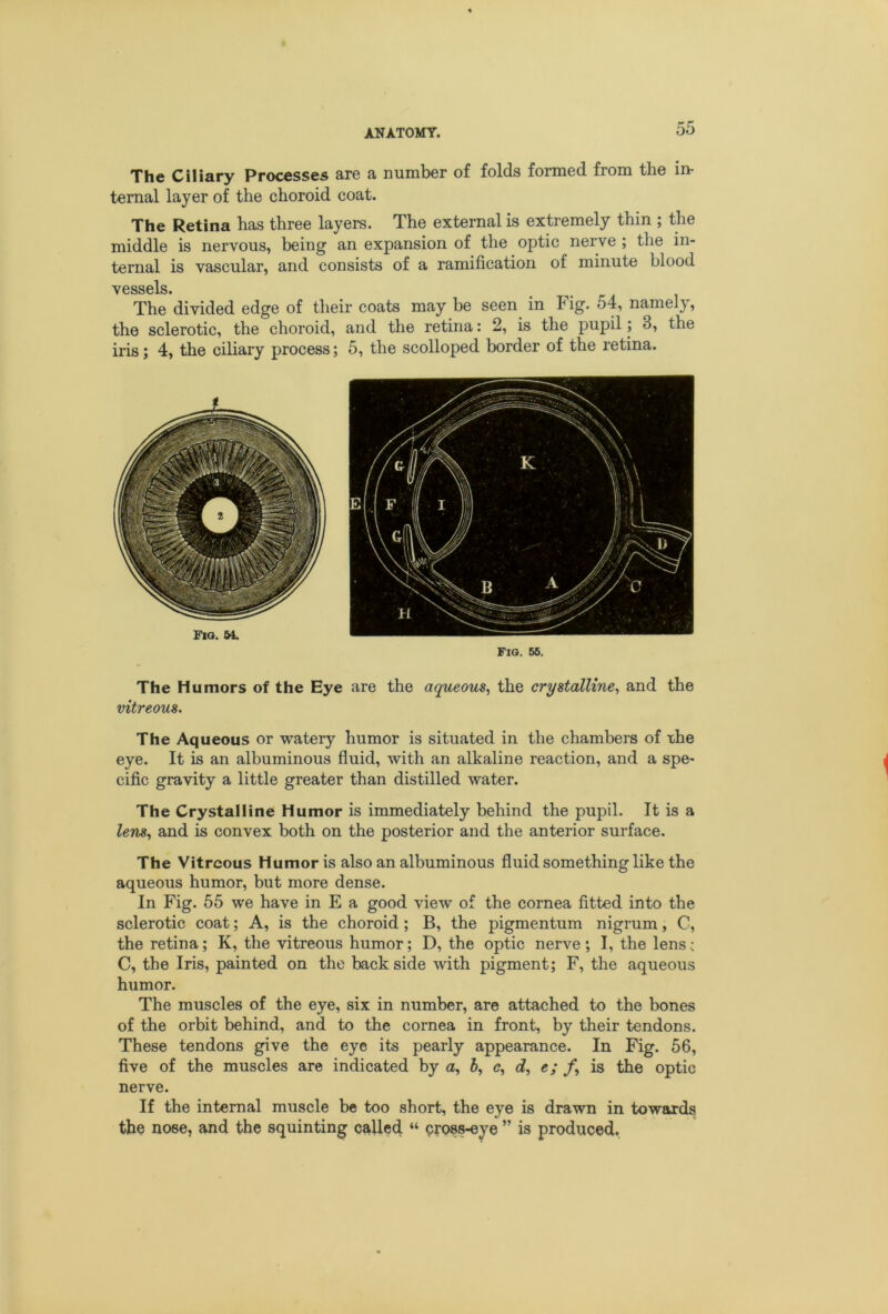 The Ciliary Processes are a number of folds formed from the in- ternal layer of the choroid coat. The Retina has three layers. The external is extremely thin ; the middle is nervous, being an expansion of the optic nerve ; the in- ternal is vascular, and consists of a ramification of minute blood vessels. The divided edge of their coats may be seen^ in Fig. 54, namely, the sclerotic, the choroid, and the retina: 2, is the pupil; 3, the iris; 4, the ciliary process; 5, the scolloped border of the retina. Fjq. M. Fig. 66. The Humors of the Eye are the aqueous^ the crystalline, and the vitreous. The Aqueous or watery humor is situated in the chambers of the eye. It is an albuminous fluid, with an alkaline reaction, and a spe- cific gravity a little greater than distilled water. The Crystalline Humor is immediately behind the pupil. It is a lens, and is convex both on the posterior and the anterior surface. The Vitreous Humor is also an albuminous fluid something like the aqueous humor, but more dense. In Fig. 55 we have in E a good view of the cornea fitted into the sclerotic coat; A, is the choroid; B, the pigmentum nigrum, C, the retina; K, the vitreous humor; D, the optic nerve; I, the lens c C, the Iris, painted on the backside with pigment; F, the aqueous humor. The muscles of the eye, six in number, are attached to the bones of the orbit behind, and to the cornea in front, by their tendons. These tendons give the eye its pearly appearance. In Fig. 56, five of the muscles are indicated by a, h, c, d, e; f, is the optic nerve. If the internal muscle be too short, the eye is drawn in towards the nose, and the squinting called “ pross-eye ” is produced.