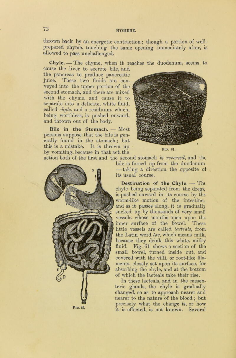HYGIENE. thrown back by an energetic contraction; though a portion of well- prepared chyme, touching the same opening immediately after, is allowed to pass unchallenged. Chyle. — The chyme, when it reaches the duodenum, seems to cause the liver to secrete bile, and the pancreas to produce pancreatic juice. These two fluids are con- veyed into the upper portion of the second stomach, and there are mixed with the chyme, and cause it to separate into a delicate, white fluid, called chyle^ and a residuum, which, being worthless, is pushed onward, and thrown out of the body. Bile in the Stomach. — Most persons suppose that the bile is gen- erally found in the stomach; but this is a mistake. It is thrown up by vomiting, because in that act, the action both of the first and the second stomach is reversed^ and tlit bile is forced up from the duodenum — taking a direction the opposite ot its usual course. Fie. 62. Destination of the Chyle, — Th» chyle being separated from the dregs, is pushed onward in its course by the worm-like motion of the intestine; and as it passes along, it is graduall;y sucked up by thousands of very small vessels, whose mouths open upon the inner surface of the bowel. These little vessels are called lacteals^ from the Latin word lac^ which means milk, because they drink this white, milky fluid. Fig. 61 shows a section of the small bowel, turned inside out, and covered with the villi, or root-like fila- ments, closely set upon its surface, for absorbing the chyle, and at the bottom of which the lacteals take their rise. In these lacteals, and in the mesen- teric glands, the chyle is gradually changed, so as to approach nearer and nearer to the nature of the blood ; but precisely what the change is, or how it is effected, is not known. Several