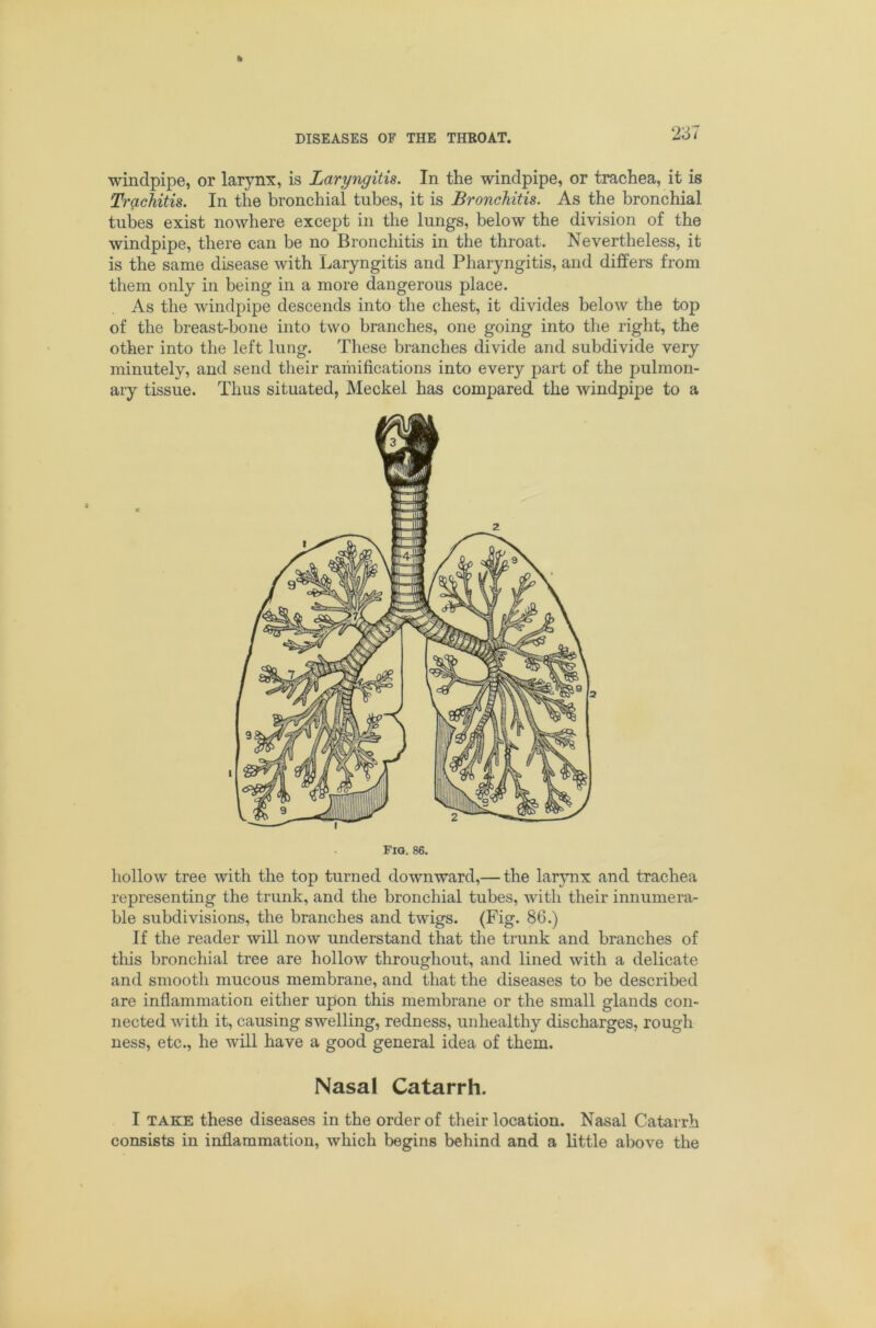 windpipe, or larynx, is Laryngitis. In the windpipe, or trachea, it is Trachitis. In the bronchial tubes, it is Bronchitis. As the bronchial tubes exist nowhere except in the lungs, below the division of the windpipe, there can be no Bronchitis in the throat. Nevertheless, it is the same disease with Laryngitis and Pharyngitis, and differs from them only in being in a more dangerous place. As the windpipe descends into the chest, it divides below the top of the breast-bone into two branches, one going into the right, the other into the left lung. These branches divide and subdivide very minutely, and send their ramifications into every part of the pulmon- ary tissue. Thus situated, Meckel has compared the windpipe to a Fig. 86. hollow tree with the top turned downward,— the larynx and trachea representing the trunk, and the bronchial tubes, with their innumera- ble subdivisions, the branches and twigs. (Fig. 86.) If the reader will now understand that the trunk and branches of this bronchial tree are hollow throughout, and lined with a delicate and smooth mucous membrane, and that the diseases to be described are inflammation either upon this membrane or the small glands con- nected with it, causing swelling, redness, unhealthy discharges, rough ness, etc., he will have a good general idea of them. Nasal Catarrh. I TAKE these diseases in the order of their location. Nasal Catarrh consists in inflammation, which begins behind and a little above the