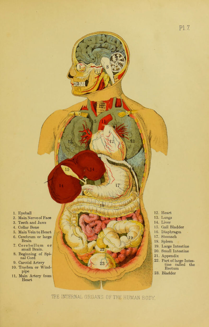 PI.7 1. Eyeball 2. Main Nerve of Face 3. Teeth and Jaws 4. Collar Bone 5. Main Vein to Heart 6. Cerebrum or large Brain 7. Cerebellum small Brain. 8. Beginning of Spi- nal Cord 9. Carotid Artery 10. Trachea or Wind- pipe 11. Main Artery from Heart 12. Heart 13. Lungs 14. Liver 15. Gall Bladder 16. Diaphragm 17. Stomach 18. Spleen 19. Large Intestine 20. Small Intestine 21. Appendix 22. Part of large Intes- tine called the Rectum 23. Bladder THE INTERNAL ORGANS OF THE HUMAN BODY.