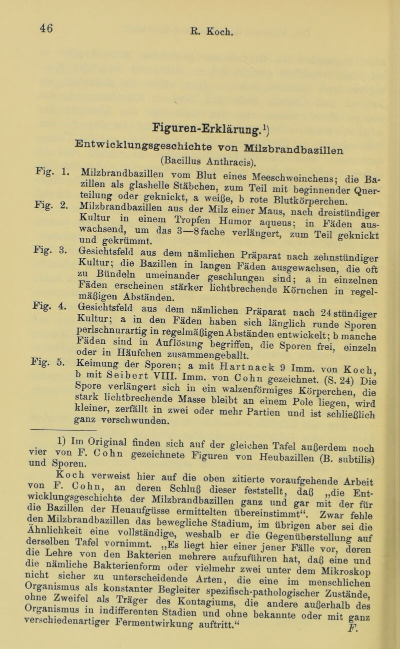 Fig. 1. Fig. 2. Fig. 3. Figuren-Erklärung. Entwicklungsgeschichte von Milzbrandbazillen (Bacillus Anthracis). Milzbrandbazillen vom Blut eines Meeschweinchens; die Ba- zil en als glashelle Stäbchen, zum Teil mit beginnender Quer- te ung oder geknickt, a weiße, b rote Blutkörperchen. Milzbrandbazillen aus der Milz einer Maus, nach dreistündiger tur in einem Tropfen Humor aqueus; in Fäden aus- Ärkmr/^^ Präparat nach zehnstündiger Kultur, die Bazillen in langen Fäden ausgewachsen, die oft zu Bündeln umeinander geschlungen sind; a in einzelnen Faden erscheinen stärker lichtbrechende Körnchen in regel- mäßigen Abständen. ^ Fig. 4. Gesichtsfeld aus dem nämlichen Präparat nach 24 ständiger ^ länglich runde Spofen pylschnurartig m regelmäßigen Abständen entwickelt; b manche Li Auflösung begriffen, die Sporen frei, einzeln oder in Häufchen zusammengeballt. Fig. 5. Keimung der Sporen; a mit Hartnack 9 Imm. von Koch b mit Seibert VHI. Imm. von Cohn gezeichnet. (S. 24') Die Spore verlängert sich in ein walzenförmiges Körperchen, die stark lichtbrechende Masse bleibt an einem Pole liegen, wird kleiner, zerfallt in zwei oder mehr Partien und ist schließlich ganz verschwunden. vier vL'f °r fr*' “f «i« Tafel auCerdem neeh uni Sporel' Figuren Ton Heubazillen (B. subtUis) von F °rob?™“‘ a“'”' voraufgehende Arbeit von F. Cohn an deren Schluß dieser feststellt, daß .die Bnt- wicklungsgesohiehte der Milzbrandbazillen ganz und gar mii der fllr '* .^^’^^ufgüsse ermittelten übereinstimmt“. Zwar fehle Ä>T das bewegliche Stadium, im übrigen aber sei die Ähnlichkeit eine vollständige, weshalb er die GegenübersteUung auf derselben Tafel vornimmt. „Es liegt hier einer jener Fälle vor deren dm Lehre von den Bakterien mehrere aufzuführen hat, daß eine und n chr“Sr vielmehr zwei unter dem Mikroskop OrLnif 1 1 ^t«>*««beidende Arten, die eine im menschlichen SifrZweTfef'als‘'T ” spezifisch-pathologischer Zustände, weifel a,ls Träger des Kontagiums, die andere außerhalb des rganismus in indifferenten Stadien und ohne bekannte oder mit ffanz verschiedenartiger Fermentwirkung auftritt.“