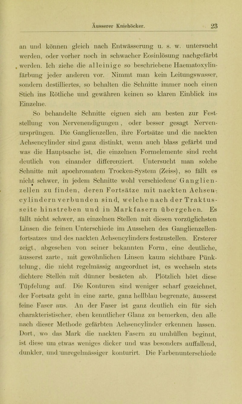 an und können gleich nach Entwässerung u. s. w. untersucht werden, oder vorher noch in schwacher Eosinlösung nachgefärbt .werden. Ich ziehe die alleinige so beschriebene Haematoxylin- färbung jeder anderen vor. Nimmt man kein Leitungswasser, sondern destilliertes, so behalten die Schnitte immer noch einen Stich ins Rötliche und gewähren keinen so klaren Einblick ins Einzelne. So behandelte Schnitte eignen sich am besten zur Fest- stellung von Nervenendigungen, oder besser gesagt Nerven- ursprüngen. Die Ganglienzellen, ihre Fortsätze und die nackten Achsencylinder sind ganz distinkt, wenn auch blass gefärbt und was die Hauptsache ist, die einzelnen Formelemente sind recht deutlich von einander differenziert. Untersucht man solche Schnitte mit apochromatem Trocken-System (Zeiss), so fällt es nicht schwer, in jedem Schnitte wohl verschiedene Ganglien- zellen zu finden, deren Fortsätze mit nackten Achsen-, cylindern verbunden sind, welche nach derTraktus- seite hinstreben und in Mark fasern übergehen. Es fällt nicht schwer, an einzelnen Stellen mit diesen vorzüglichsten Linsen die feinen Unterschiede im Aussehen des Ganglienzellen- fortsatzes und des nackten Achsencylinders festzustellen. Ersterer zeigt, abgesehen von seiner bekannten Form, eine deutliche, äusserst zarte, mit gewöhnlichen Linsen kaum sichtbare Pünk- telung, die nicht regelmässig angeordnet ist, es wechseln stets dichtere Stellen mit dünner besäeten ab. Plötzlich hört diese Tüpfelung auf. Die Konturen sind weniger scharf gezeichnet, der Fortsatz geht in eine zarte, ganz hellblau begrenzte, äusserst feine Faser aus. An der Faser ist ganz deutlich ein für sich charakteristischer, eben kenntlicher Glanz zu bemerken, den alle nach dieser Methode gefärbten Achsencylinder erkennen lassen. Dort, wo das Mark die nackten Fasern zu umhüllen beginnt, ist diese um etwas weniges dicker und was besonders auffallend, dunkler, und'unregelmässiger konturirt. Die Farbenunterschiede