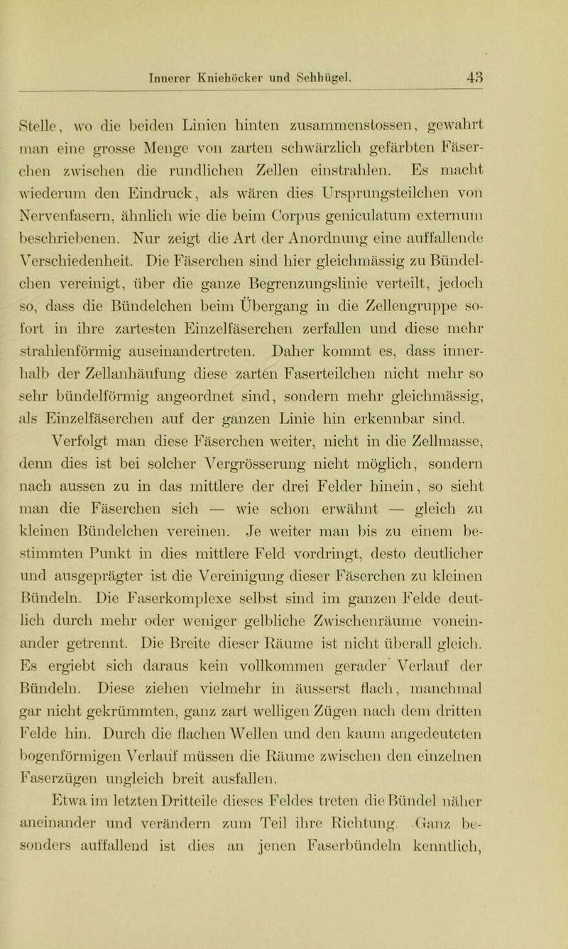Stelle, wo die beiden Linien hinten zusammen,stossen, gewahrt man eine grosse Menge von zarten schwärzlich gefärbten Fäser- chen zwischen die rundlichen Zellen einstrahlen. Es macht wiederum den Eindruck, als wären dies Ursprungsteilchen von Nervenfasern, ähnlich wie die beim Corpus geniculatum externum beschriebenen. Nur zeigt die Art der Anordnung eine auffallende Verschiedenheit. Die Fäserchen sind hier gleichmässig zu Bündel- chen vereinigt, über die ganze Begrenzungslinie verteilt, jedoch so, dass die Bündelchen beim Übergang in die Zellengruppe so- fort in ihre zartesten Einzelfäserchen zerfallen und diese mehr strahlenförmig auseinandertreten. Daher kommt es, dass inner- halb der Zellanhäufung diese zarten Faserteilchen nicht mehr so sehr bündelförmig angeordnet sind, sondern mehr gleichmässig, als Einzelfäserchen auf der ganzen Linie hin erkennbar sind. Verfolgt man diese Fäserchen weiter, nicht in die Zellmasse, denn dies ist bei solcher Vergrösserung nicht möglich, sondern nach aussen zu in das mittlere der drei Felder hinein, so sieht man die Fäserchen sich — wie schon erwähnt — gleich zu kleinen Bündelchen vereinen. Je weiter man bis zu einem be- stimmten Punkt in dies mittlere Feld vordringt, desto deutlicher und ausgeprägter ist die Vereinigung dieser Fäserchen zu kleinen Bündeln. Die Faserkomplexe selbst sind im ganzen Felde deut- lich durch mehr oder weniger gelbliche Zwischenräume vonein- ander getrennt. Die Breite dieser Räume ist nicht überall gleich. Es ergiebt sich daraus kein vollkommen gerader Verlauf der Bündeln. Diese ziehen vielmehr in äusserst flach, manchmal gar nicht gekrümmten, ganz zart welligen Zügen nach dem dritten Felde hin. Durch die flachen Wellen und den kaum angedeuteten bogenförmigen Verlauf müssen die Räume zwischen den einzelnen Faserzügen ungleich breit ausfallen. Etwa im letzten Dritteile dieses Feldes treten die Bündel näher aneinander und verändern zum Teil ihre Richtung. Ganz be- sonders auffallend ist dies an jenen Faserbündeln kenntlich,
