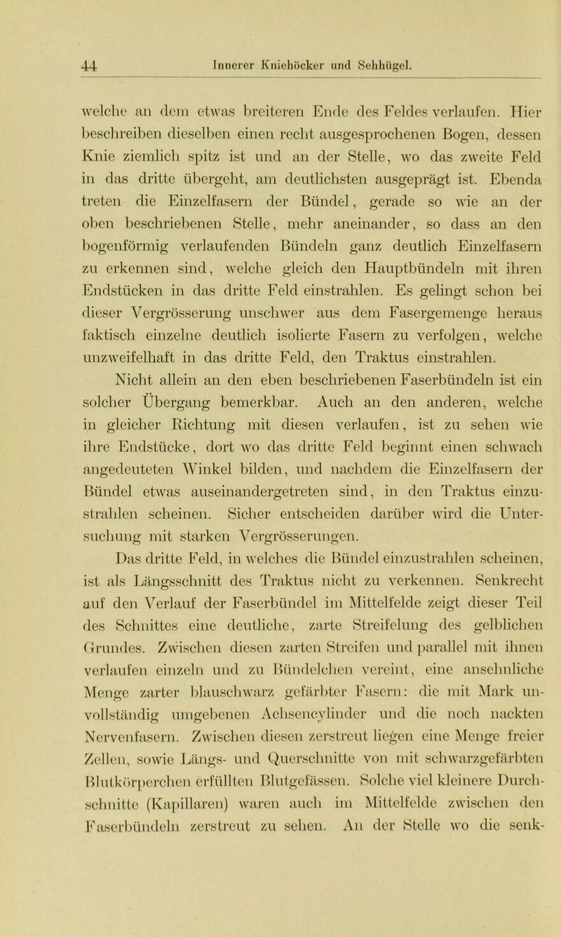welche an dem etwas breiteren Ende des Feldes verlaufen. Hier beschreiben dieselben einen recht ausgesprochenen Bogen, dessen Knie ziemlich spitz ist und an der Stelle, wo das zweite Feld in das dritte übergeht, am deutlichsten ausgeprägt ist. Ebenda treten die Einzelfasern der Bündel, gerade so wie an der oben beschriebenen Stelle, mehr aneinander, so dass an den bogenförmig verlaufenden Bündeln ganz deutlich Einzelfasern zu erkennen sind, welche gleich den Hauptbündeln mit ihren Endstücken in das dritte Feld einstrahlen. Es gelingt schon bei dieser Vergrösserung unschwer aus dem Fasergemenge heraus faktisch einzelne deutlich isolierte Fasern zu verfolgen, welche unzweifelhaft in das dritte Feld, den Traktus einstrahlen. Nicht allein an den eben beschriebenen Faserbündeln ist ein solcher Übergang bemerkbar. Auch an den anderen, welche in gleicher Richtung mit diesen verlaufen, ist zu sehen wie ihre Endstücke, dort wo das dritte Feld beginnt einen schwach angedeuteten Winkel bilden, und nachdem die Einzelfasern der Bündel etwas auseinandergetreten sind, in den Traktus einzu- strahlen scheinen. Sicher entscheiden darüber wird die Unter- suchung mit starken Vergrösserungen. Das dritte Feld, in welches die Bündel einzustrahlen scheinen, ist als Längsschnitt des Traktus nicht zu verkennen. Senkrecht auf den Verlauf der Faserbündel im Mittelfelde zeigt dieser Teil des Schnittes eine deutliche, zarte Streifelung des gelblichen Grundes. Zwischen diesen zarten Streifen und parallel mit ihnen verlaufen einzeln und zu Bündelehen vereint, eine ansehnliche Menge zarter blauschwarz gefärbter Fasern: die mit Mark un- vollständig umgebenen Achsencylinder und die noch nackten Nervenfasern. Zwischen diesen zerstreut liegen eine Menge freier Zellen, sowie Längs- und Querschnitte von mit schwarzgefärbten Blutkörperchen erfüllten Blutgefässen. Solche viel kleinere Durch- schnitte (Kapillaren) waren auch im Mittelfelde zwischen den Faserbündeln zerstreut zu sehen. An der Stelle wo die senk-