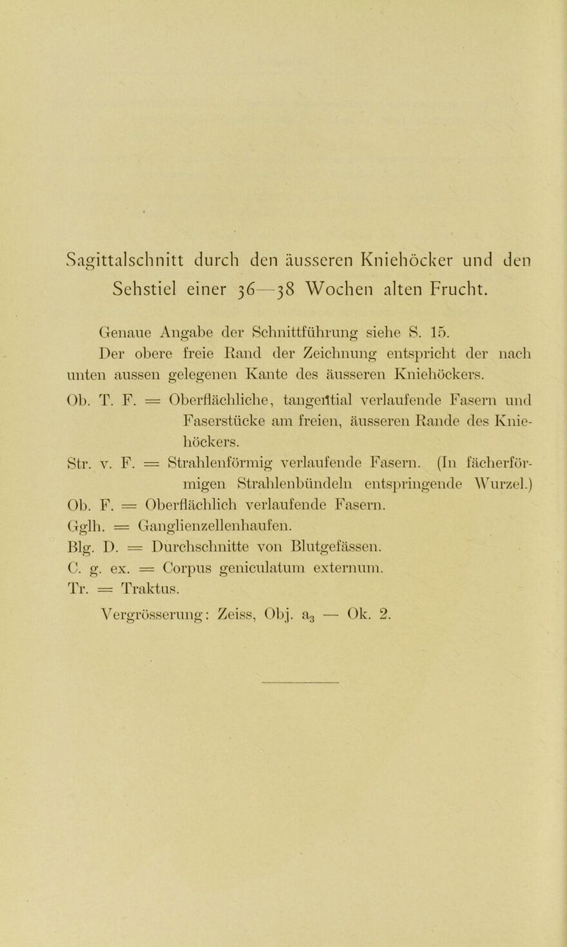 Sagittalschnitt durch den äusseren Kniehöcker und den O Sehstiel einer 36—38 Wochen alten Frucht. Genaue Angabe der Schnittführung siehe S. 15. Der obere freie Rand der Zeichnung entspricht der nach unten aussen gelegenen Kante des äusseren Kniehöckers. Ob. T. F. = Oberflächliche, tangential verkaufende Fasern und Faserstücke am freien, äusseren Rande des Knie- höckers. Str. v. F. = Strahlenförmig verlaufende Fasern. (In fächerför- migen Strahlenbündeln entspringende Wurzel.) Ob. F. = Oberflächlich verlaufende Fasern. Gglh. = Ganglienzellenhaufen. Bio-. D. = Durchschnitte von Blutgefässen. o o C. g. ex. = Corpus geniculatum externum. Tr. = Traktus.