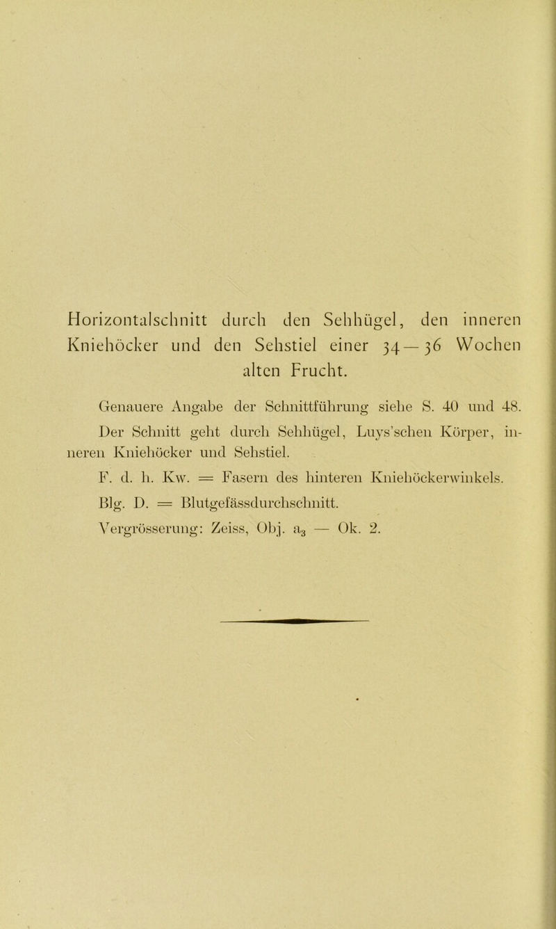 Horizontalschnitt durch den Sehhügel, den inneren Kniehöcker und den Sehstiel einer 34—36 Wochen alten Frucht. Genauere Angabe der Schnittführung siehe S. 40 und 48. Der Schnitt geht durch Sehhügel, Luys’schen Körper, in- neren Kniehöcker und Sehstiel. F. d. li. Kw. = Fasern des hinteren Kniehöckerwinkels. Big. D. = Blutgefässdurchschnitt. o o Vergrösserung: Zeiss, Obj. a3 — Ok. 2.