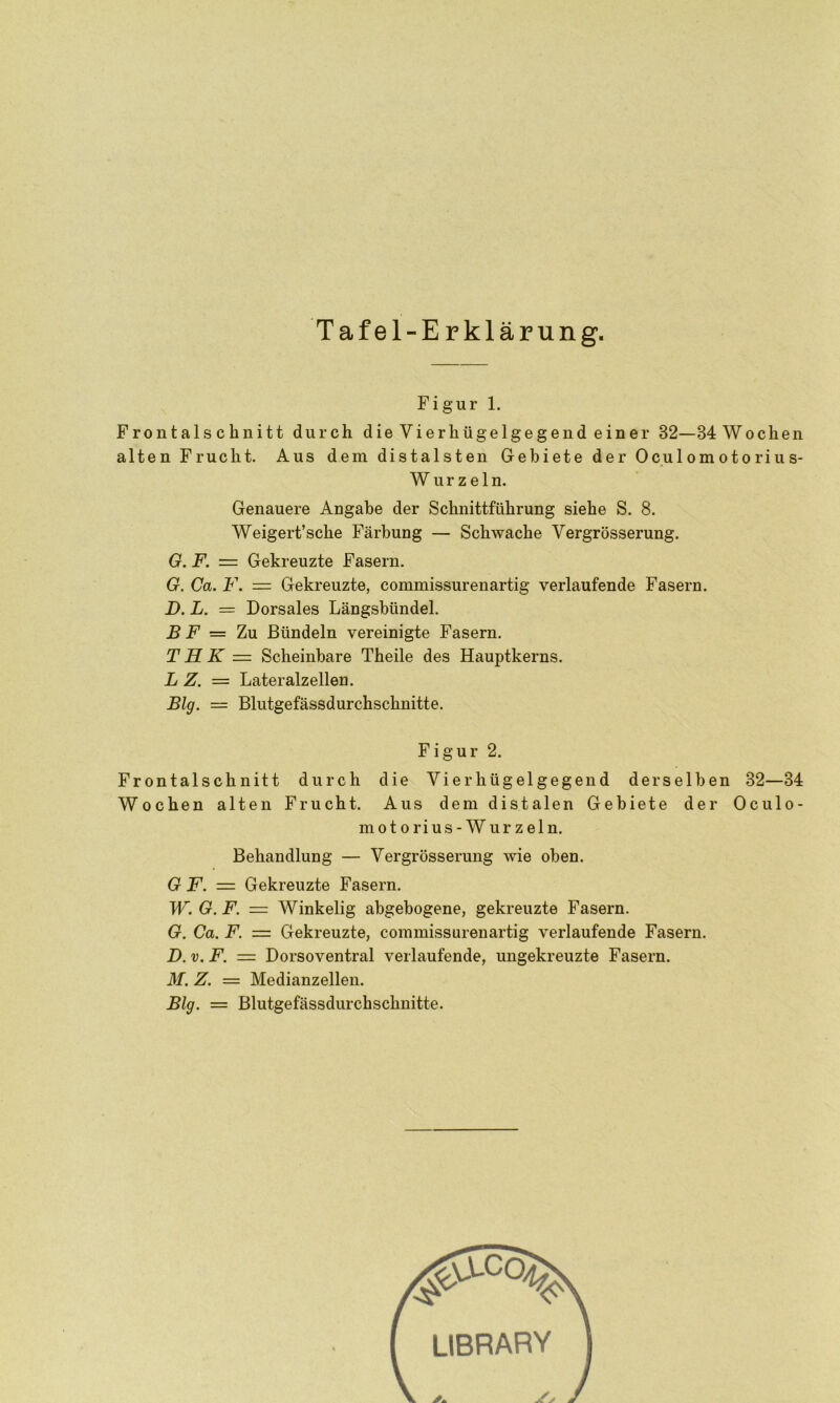 Figur 1. Frontalschnitt durch dieVierhügelgegend einer 82—84 Wochen Genauere Angabe der Schnittführung siehe S. 8. Weigert’sche Färbung — Schwache Yergrösserung. G. F. = Gekreuzte Fasern. G.Ca.F. = Gekreuzte, commissurenartig verlaufende Fasern. D. L. — Dorsales Längsbündel. B F = Zu Bündeln vereinigte Fasern. T H K = Scheinbare Theile des Hauptkerns. L Z. = Lateralzellen. Big. — Blutgefässdurchschnitte. Frontalschnitt durch die Vierhügelgegend derselben 32—34 Wochen alten Frucht. Aus dem distalen Gebiete der Oculo- motorius-Wurzeln. Behandlung — Vergrösserung wie oben. G F. = Gekreuzte Fasern. W. G. F. = Winkelig abgebogene, gekreuzte Fasern. G. Ca. F. = Gekreuzte, commissurenartig verlaufende Fasern. D. v. F. z= Dorsoventral verlaufende, ungekreuzte Fasern. M. Z. = Medianzellen. Big. = Blutgefässdurchschnitte. alten Frucht. Aus dem distalsten Gebiete der Oculomotorius- Wurzeln.