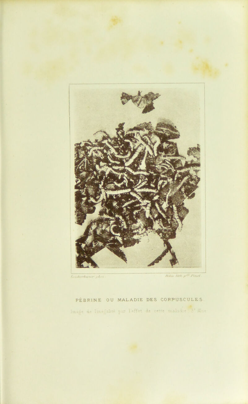 PÉBRINE OU MALADIE DES CORPUSCULES