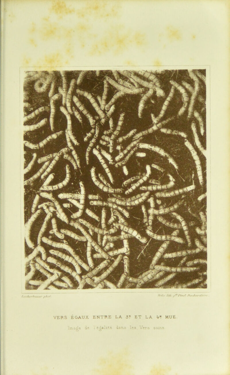 VEPS ÉGAUX ENTRE LA 3? ET LA 4''? MUE 1 i» ds''..'! 1<>3 Vera I ! I