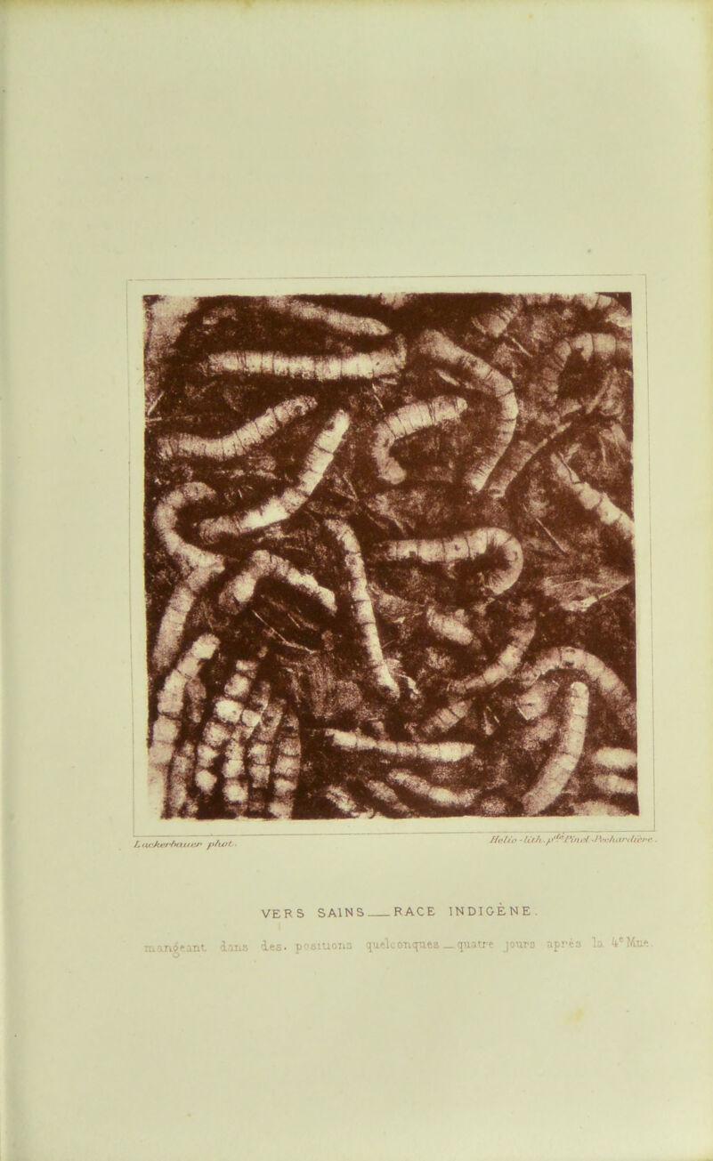 Lnt'Mvi-huttt'j* p/u>t Hvlio -lith -IW/uO'tlü'r*'. VERS SAINS RACE INDIGÈNE.