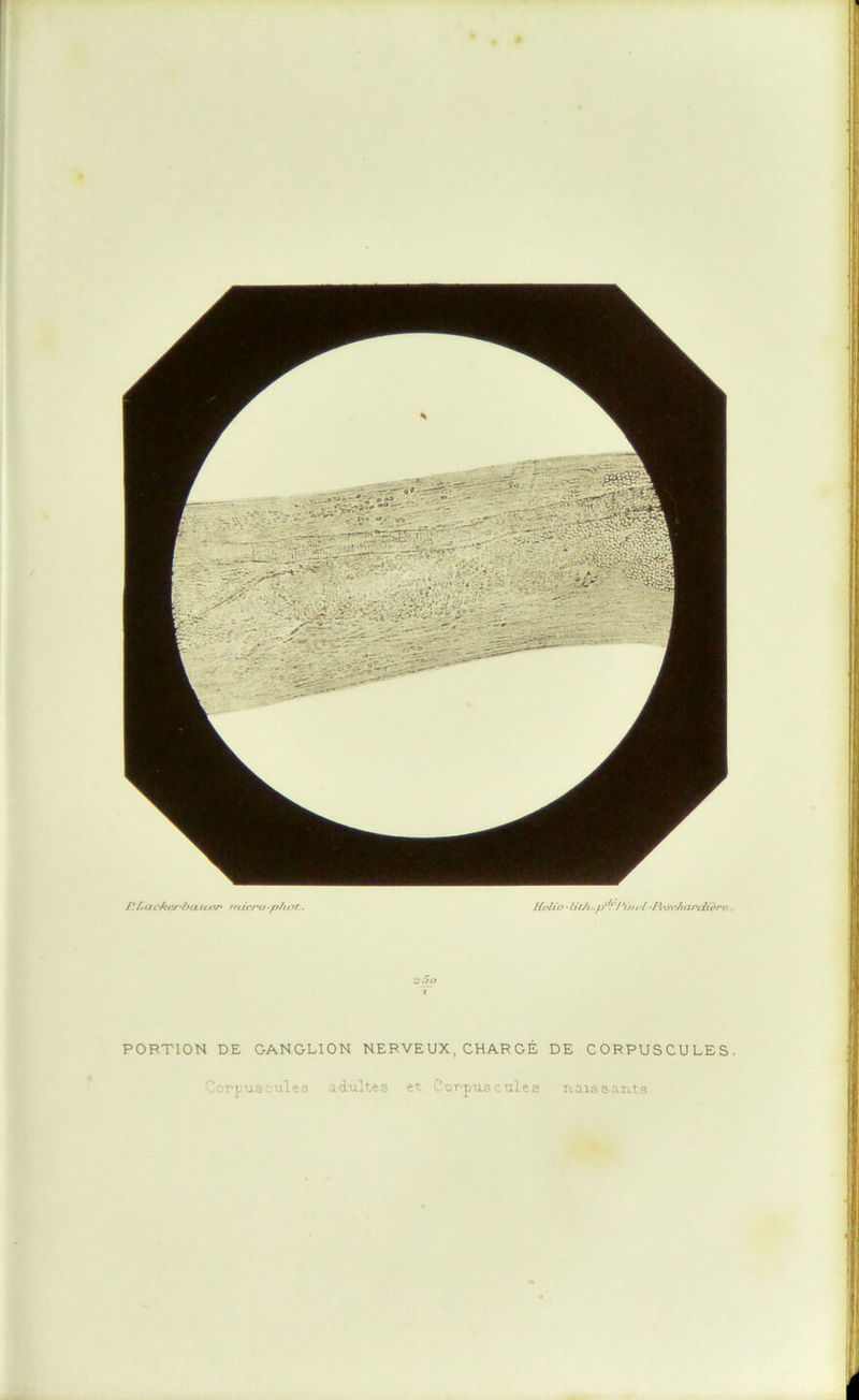PORTION DE GANGLION NERVEUX, CHAR GÉ DE CORPUSCULES. t'i i ■ ')T'pus'ul^3 adultes et Cor-pii^r ules naissants
