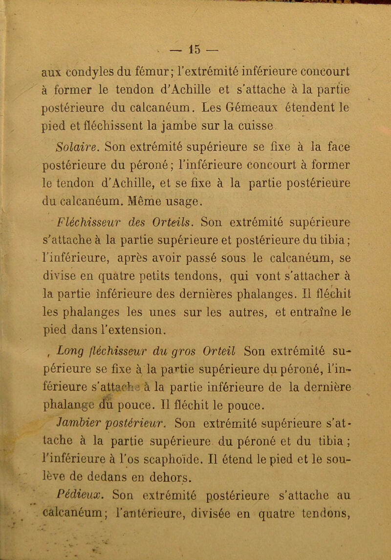 aux condyles du fémur; l’extrémité inférieure concourt à former le tendon d’Achille et s’attache à la partie postérieure du calcanéum. Les Gémeaux étendent le pied et fléchissent la jambe sur la cuisse Solaire. Son extrémité supérieure se fixe à la face postérieure du péroné ; l’inférieure concourt à former le tendon d’Achille, et se fixe à la partie postérieure du calcanéum. Même usage. Fléchisseur des Orteils. Son extrémité supérieure s’attache à la partie supérieure et postérieure du tibia; l’inférieure, après avoir passé sous le calcanéum, se divise en quatre petits tendons, qui vont s’attacher à la partie inférieure des dernières phalanges. Il fléchit les phalanges les unes sur les autres, et entraîne le pied dans l’extension. , Long fléchisseur du gros Orteil Son extrémité su- périeure se fixe à la partie supérieure du péroné, l’in- férieure s'attach à la partie inférieure de la dernière phalange du pouce. Il fléchit le pouce. Jambier postérieur. Son extrémité supérieure s’at- tache à la partie supérieure du péroné et du tibia ; l’inférieure à l’os scaphoïde. Il étend le pied et lé sou- lève de dedans en dehors. Pédieux. Son extrémité postérieure s’attache au calcanéum; l’aTitérieure, divisée en quatre tendons,