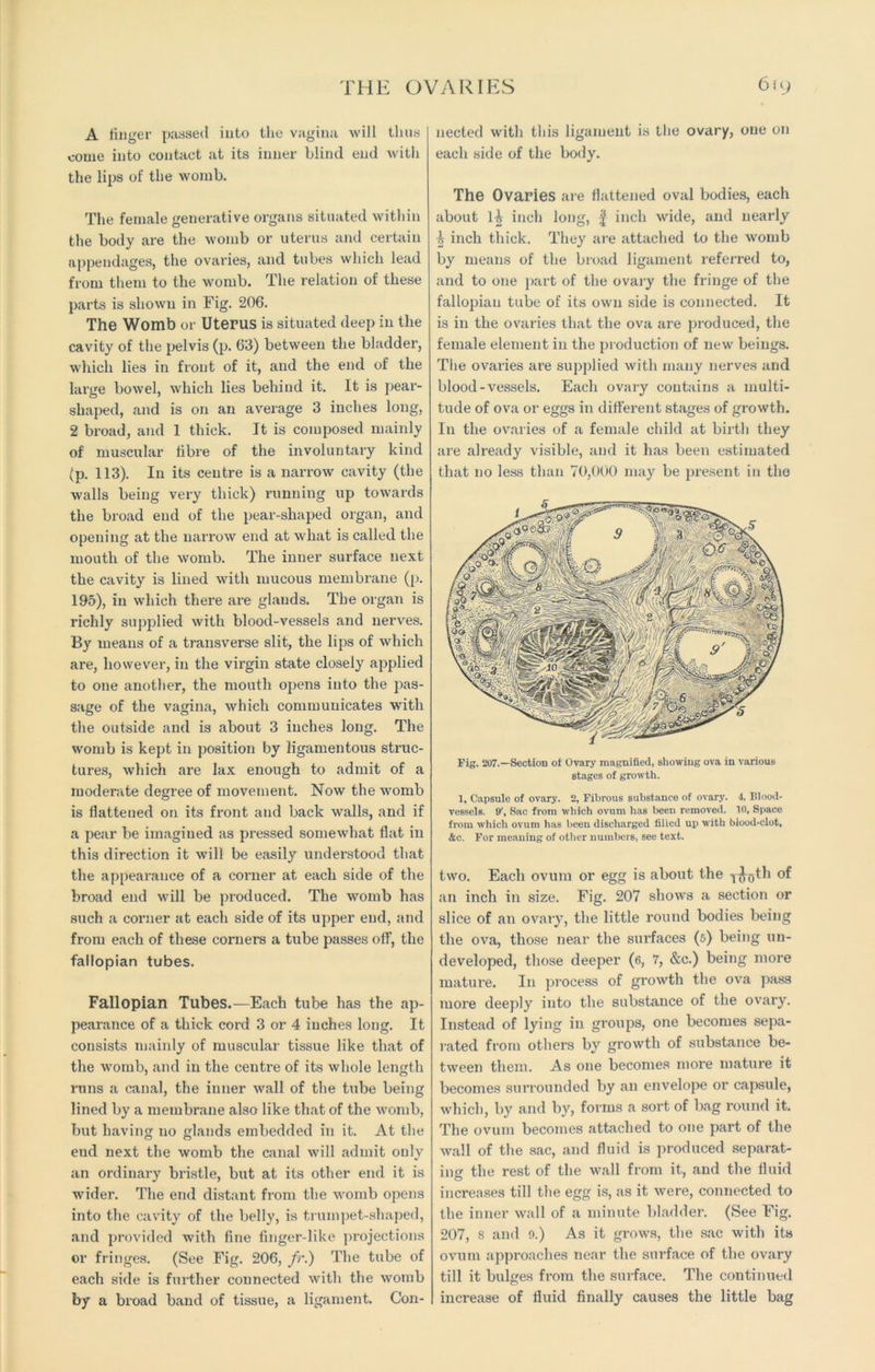 A finger passed into the vagina will thus come into contact at its inner blind end with the lips of the womb. The female generative organs situated within the body are the womb or uterus and certain appendages, the ovaries, and tubes which lead from them to the womb. The relation of these parts is shown in Fig. 206. The Womb or Uterus is situated deep in the cavity of the pelvis (p. 63) between the bladder, which lies in front of it, and the end of the large bowel, which lies behind it. It is pear- shaped, and is on an average 3 inches long, 2 broad, and 1 thick. It is composed mainly of muscular fibre of the involuntary kind (p. 113). In its centre is a narrow cavity (the walls being very thick) running up towards the broad end of the pear-shaped organ, and opening at the narrow end at what is called the mouth of the womb. The inner surface next the cavity is lined with mucous membrane (p. 195), in which there are glands. The organ is richly supplied with blood-vessels and nerves. By means of a transverse slit, the lips of which are, however, in the virgin state closely applied to one another, the mouth opens into the pas- sage of the vagina, which communicates with the outside and is about 3 inches long. The womb is kept in position by ligamentous struc- tures, which are lax enough to admit of a moderate degree of movement. Now the womb is flattened on its front and back walls, and if a pear be imagined as pressed somewhat flat in this direction it will be easily understood that the appearance of a corner at each side of the broad end will be produced. The womb has such a corner at each side of its upper end, and from each of these corners a tube passes off, the fallopian tubes. Fallopian Tubes.—Each tube has the ap- pearance of a thick cord 3 or 4 inches long. It consists mainly of muscular tissue like that of the womb, and in the centre of its whole length runs a canal, the inner wall of the tube being lined by a membrane also like that of the womb, but having no glands embedded in it. At the end next the womb the canal will admit only an ordinary bristle, but at its other end it is wider. The end distant from the womb opens into the cavity of the belly, is trumpet-shaped, and provided with fine finger-like projections or fringes. (See Fig. 206, fr.) The tube of each side is further connected with the womb by a broad band of tissue, a ligament. Con- nected with this ligament is the ovary, one on each side of the body. The Ovaries are flattened oval bodies, each about 1^ inch long, f inch wide, and nearly | inch thick. They are attached to the womb by means of the broad ligament referred to, and to one part of the ovary the fringe of the fallopian tube of its own side is connected. It is in the ovaries that the ova are produced, the female element in the production of new beings. The ovaries are supplied with many nerves and blood-vessels. Each ovary contains a multi- tude of ova or eggs in different stages of growth. In the ovaries of a female child at birth they are already visible, and it has been estimated that no less than 70,000 may be present in the Fig. 207.—Section of Ovary magnified, showing ova in various stages of growth. 1, Capsule of ovary. 2, Fibrous substance of ovary. 4, Blood- vessels. iy, Sac from which ovum has been removed, to. Space from which ovum has been discharged filled up with blood-clot, &c. For meaning of other numbers, see text. two. Each ovum or egg is about the y^gth of an inch in size. Fig. 207 shows a section or slice of an ovary, the little round bodies being the ova, those near the surfaces (5) being un- developed, those deeper (6, 7, &c.) being more mature. In process of growth the ova pass more deeply into the substance of the ovary. Instead of lying in groups, one becomes sepa- rated from others by growth of substance be- tween them. As one becomes more mature it becomes surrounded by an envelope or capsule, which, by and by, forms a sort of bag round it. The ovum becomes attached to one part of the wall of the sac, and fluid is produced separat- ing the rest of the wall from it, and the fluid increases till the egg is, as it were, connected to the inner wall of a minute bladder. (See Fig. 207, s and 9.) As it grows, the sac with its ovum approaches near the surface of the ovary till it bulges from the surface. The continued increase of fluid finally causes the little bag
