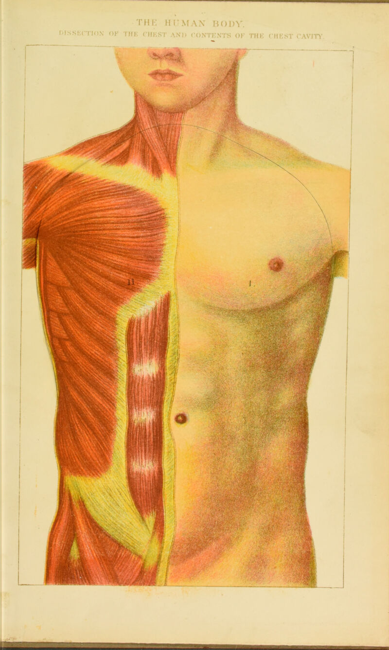 DISSECTION OF THE CHEST AND CONTENTS OF THE CHEST CAVITY ^ ■ _