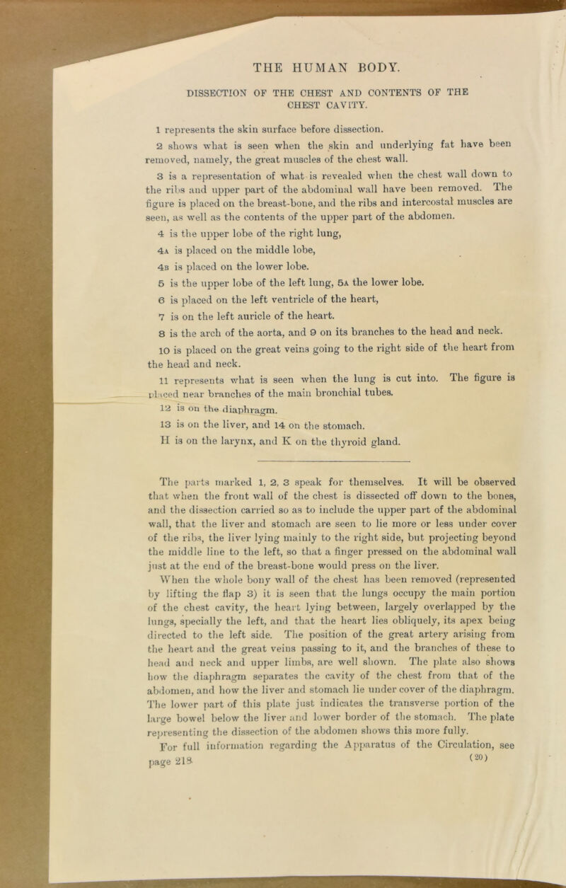 DISSECTION OF THE CHEST AND CONTENTS OF THE CHEST CAVITY. 1 represents the skin surface before dissection. 2 shows what is seen when the skin and underlying fat have been removed, namely, the great muscles of the chest wall. 3 is a representation of what is revealed when the chest wall down to the ribs and upper part of the abdominal wall have been removed. The figure is placed on the breast-bone, and the ribs and intercostal muscles are seen, as well as the contents of the upper part of the abdomen. 4 is the upper lobe of the right lung, 4a is placed on the middle lobe, 4s is placed on the lower lobe. 5 is the upper lobe of the left lung, 5a the lower lobe. 6 is placed on the left ventricle of the heart, 7 is on the left auricle of the heart. 8 is the arch of the aorta, and 9 on its branches to the head and neck. 10 is placed on the great veins going to the right side of the heart from the head and neck. 11 represents what is seen when the lung is cut into. T.he figure is placed near branches of the main bronchial tubes. 12 is on the diaphragm. 13 is on the liver, and 14 on the stomach. H is on the larynx, and K on the thyroid gland. The parts marked 1, 2, 3 speak for themselves. It will be observed that when the front wall of the chest is dissected off down to the bones, and the dissection carried so as to include the upper part of the abdominal wall, that the liver and stomach are seen to lie more or less under cover of the ribs, the liver lying mainly to the right side, but projecting beyond the middle line to the left, so that a finger pressed on the abdominal wall just at the end of the breast-bone would press on the liver. When the whole bony wall of the chest has been removed (represented by lifting the flap 3) it is seen that the lungs occupy the main portion of the chest cavity, the heart lying between, largely overlapped by the lungs, specially the left, and that the heart lies obliquely, its apex being directed to the left side. The position of the great artery arising from the heart and the great veins passing to it, and the branches of these to head and neck and upper limbs, are well showm. The plate also shows how the diaphragm separates the cavity of the chest from that of the abdomen, and how the liver and stomach lie under cover of the diaphragm. The lower part of this plate just indicates the transverse portion of the large bowel below the liver and lower border of the stomach. The plate representing the dissection of the abdomen shows this more fully. For full information regarding the Apparatus of the Circulation, see page 218- (20)