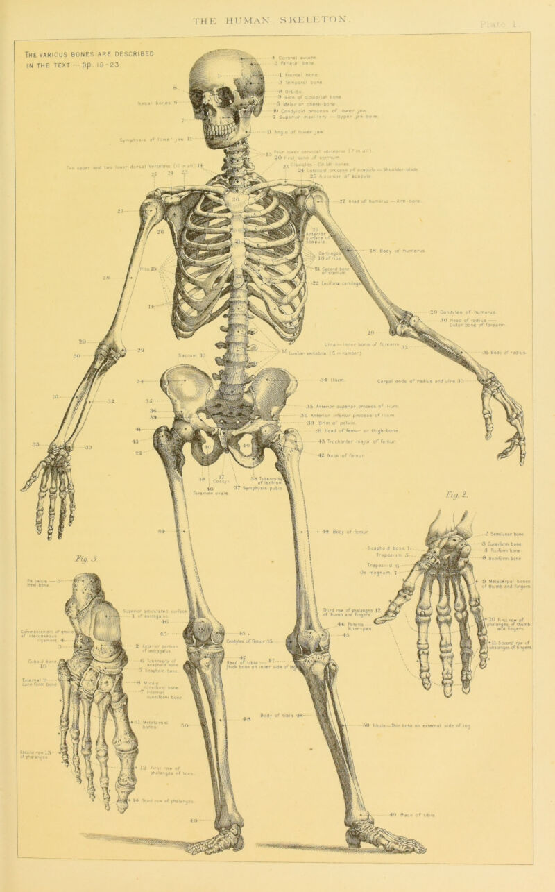 rHK 11 I’MAN SKE LHTOX. ' 'i ■. t ^ ■ L The VARIOUS bones are described IN THE TEXT — DD. 19-23. -i* Co'‘Onal cuture 2 Pdrietd' bone 1 fro'Hai bone .'t Temporal bone •8 Orbits Side of occ*p'iai oooe • •5 Malar or cbe«i<-bone •HI CondylO'O process of io«»»er j8^ 7 Syper»or ona^'liary — Upper ja<A> 'bone Nesa' bones i> II Angie of lower je* of lowe .ymphyi Four lOAcr cervical veflrOr*t (7 m all) 20 firsl bone jf str'nuvn , ^ ; leiTicics - Coi'ar nones 2‘1* Coracyid process ot scapula 2& Acmrmon of scapula and two lywe' dt rsal Verlebros fU in ail’ If Shouldc' tilddr 27 Head of hufneius — Arm bone IAnt?riOr^M^ Surtace of^^ scapula 2N Body of hufoerus Cartilages' J8o^ ribs Ensifono cartilag^ 8 Condyles of Kurnervis .'JO Heed of redius Outer bone of forearm ^ Ulna — Inner bone of forearm Lumbar vertebra (Sm number) Carpal ends of radius and ulna 33 33 Anterior supenor process of il<um 3t> Anterior inferior process of iIiuti 39 Brim of pelvis *>1 Head of femur or thigh-bone \ - 43 Trochanter major of femur 42 Nech of femu' 3H Tuberosity’ of ischium nphysis pubis. ; Coccyx 40 foramen ovale •T-F Body of femur Semilunar bone *3 Cuneiform bone •4 RsiForm bone •8 Unciform bone •Scaphoid bone 1 Trapezium 5- Trapeziid 3 magnum 7--- 'j Os caicis — 3' Me«ii-bon* 9 Meiacerpal bones of thumb and fingers ■ow of phalanges nb and f»ogors •H> Patella — Knee-pan Suoener anic-Jated sufface • • - • 1 of asiragaiut h XO F.rst row of phalanges of thumb t and fngers Commencement ofgroo-e' of interosseous '■gameM 4 •-i Condyles of femur -K [•♦^11 Second row of ^ phalanges of fingers Antenor portion of astragalus hi TuOcros’tv of srapno'd bone j Scaphoca bone Head of tibia — ^ 1hi8* bone on inner side of leg’ External y • • cuneiform bone -8 Wi.ldie '*gni*>ftiffr bon# A Inlcrnal Cuneifproi bone Body of tibia -fH- i4 ]| Metatarsal k bones •^0 Fibula—Thin done on external s>de of leg Secona ro* 13 of pra-ange# phalanges of toes Third row of phalanges