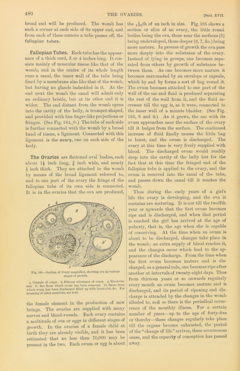 THE OVARIES. [Sect. XVII. broad end will be produced. The womb has such a corner at each side of its upper end, and from each of these corners a tube passes ott', the fallopian tubes. Fallopian Tubes. Each tube luis the appear- ance of a thick cord, 3 or 4 inches long. It con- sists mainly of muscular tissue like that of the womb, and in the centre of its whole length runs a canal, the inner wall of the tube being lined by a membrane also like that of the womb, but having no glands imbedded in it. At the end next the womb the canal will admit only an ordinary bristle, but at its other end it is wider. The end distant from the womb opens into the cavity of the belly, is trumpet-shaped, and provided with fine finger-like projections or fringes. (See Fig. 184,/r.) The tube of each side is further connected with the womb by a broad band of tissue, a ligament. Connected with this ligament is the ovary, one on each side of the body. The Ovaries are flattened oval bodies, each about 1^ inch long, | inch wide, and nearly 4 inch thick. They are attached to the womb by means of the broad ligament referred to, and to one part of the ovary tlie fringe of the fallopian tube of its own side is connected. It is in the ovaries that the ova are produced. Fig. 185.—Section of Ovary magnified, showing ova in various stages of growth. 1, Capsule of ovary. 2, Fibrous substance of ovary. 4, P.lood-ves- scls. 9', Sac from which ovum has been removed. 10, Space from which ovum has been discharged filled up with blood-clot, &c. For meaning of other numbers, see text. the female element in the production of new beings. The ovaries are supplied with many nerves and blood-vessels. Each ovary contains a multitude of ova or eggs in different stages of growth. In the ovaries of a female child at birth they are already visible, and it has been estimated that no less than / 0,000 may be present in the two. Each ovum or egg is about the of an inch in size. Fig. 185 shows a section or slice of an ovary, the little round bodies being the ova, those near the surfaces (5) being undeveloped, those deeper (G, 7, &c.) being more mature. In process of growth the ova pass more deeply into the substance of the ovary. Instead of lying in groups, one becomes sepa- rated from others by growth of substance be- tween them. As one becomes more mature it becomes surrounded by an envelope or capsule, which by and by forms a sort of bag round it. The ovum becomes attached to one part of the wall of the sac and fluid is produced separating the rest of the wall from it, and the fluid in- creases till the egg is, as it were, connected to the inner wall of a minute bladder. (See Fig. 185, 8 and 9.) As it grows, the sac with its ovum approaches near the surface of the ovary till it bulges from the surface. The continued increase of fluid finally causes the little bag to burst, and the ovum is discliarged. The ovary at this time is very freely su]:>plied with blood. The discharged ovum would readily drop into the cavity of the belly but for the fact that at this time the fringed end of the fallopian tube is api)lied to the ovary, and the ovum is received into the canal of the tube, and passes down the canal till it reaches the womb. T1 lus during the. eaily years of a girl’s life the ovary is developing, and the ova it contains are maturing. It is not till the twelfth year or ui:)wards that the first ovum becomes ripe and is discharged, and when that period is reached the girl has anaved at the age of puberty, that is, the age when she is capable of conceiving. At the time when an ovum is about to be dischaiged, changes take place in the womb; an extra supply of blood reaches it, and the changes occur which lead to the ap- pearance of the discharge. Fi om the time when the fii’st ovum becomes mature and is dis- charged, as a general rule, one becomes ripe after another at intervals of twenty-eight days. Thus from thirteen years or so onwards regularly every month an ovvim becomes mature and is discharged, and its period of ripening and dis- charge is attended by the changes in the womb alluded to, and so there is the periodical occur- rence of the monthly illness. For a certain number of years—up to the age of forty-five or thereby—these changes regularly take place till the organs become exhausted, the period of the “change of life” arrives, the.se occurrences cease, and the capacity of conception has passed away.