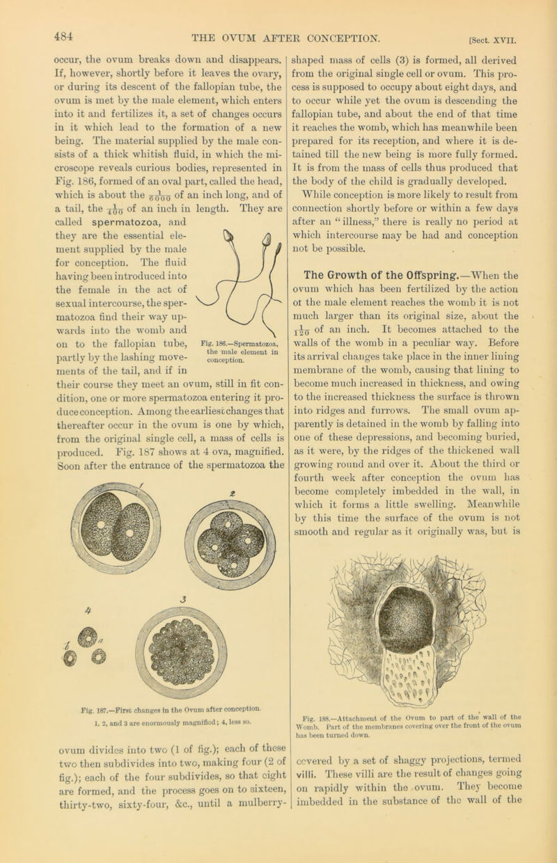 [Sect. XVII. occur, the ovum breaks down and disappears. If, however, shoi'tly before it leaves the ovary, or during its descent of the fallopian tube, the ovum is met by the male element, which enters into it and fertilizes it, a set of changes occurs in it which lead to the formation of a new being. The material supplied by the male con- sists of a thick whitish fluid, in which the mi- croscope reveals curious bodies, repx’esented in Fig. 186, formed of an ov^al part, called the head, which is about the of an inch long, and of a tail, the ^ of an inch in length. They are called spermatozoa, and they are the essential ele- ment supplied by the male for conception. The fluid having been introduced into the female in the act of sexual intercourse, the .sper- matozoa find their way up- wards into the womb and on to the fallopian tube. Fig. ise.—Spermatozoa, ,, , ,1 , 1 . the male element in partly by the lashing move- conception, ments of the tail, and if in their course they meet an ovum, still in fit con- dition, one or more spermatozoa entering it pro- duce conception. Among the earliest changes that thereafter occur in the ovum is one liy which, from the original single cell, a mass of cells is produced. Fig. 187 shows at 4 ova, magnified. Soon after the entrance of the spermatozoa the J Fig. 187.—First changes in the Ovum after conception. 1, 2, and 3 are enormously magnified; 4, less so. ovum divides into two (1 of fig.); each of these two then subdivides into two, making four (2 of fig.); each of the four subdivides, so that eight are formed, and tiie process goes on to sixteen, thirty-two, sixty-four, &c., until a mulberry- shaped mass of cells (3) is formed, all derived from the original single cell or ovum. This pro- cess is supposed to occupy about eight days, and to occur while yet the ovum is descending the fallopian tube, and about the end of that time it reaches the womb, which has meanwhile been prepared for its reception, and where it is de- tained till the new being is more fully formed. It is from tlie mass of cells thus produced that the body of the child is gradually developed. While conception is more likely to result from connection shortly before or within a few days after an “ illness,” there is really no period at which intercourse may be had and conception not be possible. The Growth of the Offspring.—When the ovum which has been fertilized by the action ot the male element reaches the womb it is not much larger than its original size, about the of an inch. It becomes attached to the walls of the womb in a peculiar way. Before its arrival changes take place in the inner lining membrane of the womb, causing that lining to become much increased in thickness, and owing to the increased thickness the surface is thrown into ridges and furrows. The small ovum ap- parently is detained in the womb by falling into one of these depressions, and becoming buried, as it were, by the ridges of the thickened wall growing round and over it. About the third or fourth week after conception the ovum Inis become completely imbedded in the wall, in which it forms a little swelling. Meanwhile by this time the surface of the ovum is not smooth and regular as it originally was, but is Fig. 188.—Attachment of the Ovum to part of the wall of the Womb. Part of the membranes covering over the front of the ovum has been turned down. covered by a set of shaggy projections, termed villi. These villi are the result of changes going on rapidly within the ovum. They become imbedded in the substance of the wall of the