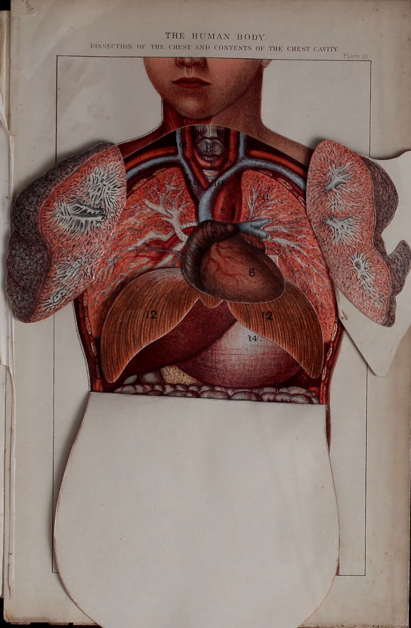 i'issi;(no\ oi' Tin: ( iii:st am> co.vi’knts ok thk chkst cAvri'v Plate