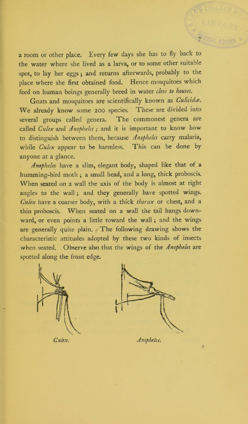 a room or other place. Every tew days she has to fly back to the water where she lived as a larva, or to some other suitable spot, to lay her eggs; and returns afterwards, probably to the place where she first obtained food. Hence mosquitoes which feed on human beings generally breed in water close to houses. Gnats and mosquitoes are scientifically known as Culicidte. We already know some 200 species. These are divided into several groups called genera. The commonest genera are called Culex and Anopheles ; and it is important to know how to distinguish between them, because Anopheles carry malaria, while Culex appear to be harmless. This can be done by anyone at a glance. Anopheles have a slim, elegant body, shaped like that of a humming-bird moth ; a small head, and a long, thick proboscis. When seated on a wall the axis of the body is almost at right angles to the wall; and they generally have spotted wings. Culex have a coarser body, with a thick thorax or chest, and a thin proboscis. When seated on a wall the tail hangs down- ward, or even points a little toward the wall; and the wings are generally quite plain. The following drawing shows the characteristic attitudes adopted by these two kinds of insects when seated. Observe also that the wings of the Anopheles are spotted along the front edge. Culex. AnopheUr.