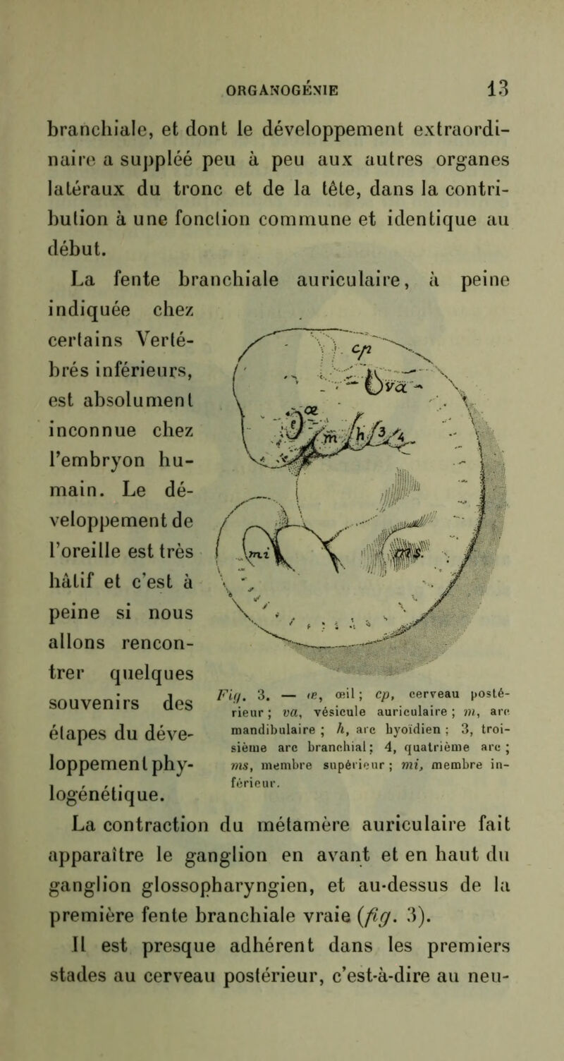 branchiale, et dont le développement extraordi- naire a suppléé peu à peu aux autres organes latéraux du tronc et de la tête, dans la contri- bution à une fonclion commune et identique au début. La fente branchiale auriculaire, à peine indiquée chez certains Verté- brés inférieurs, est absolument inconnue chez l’embryon hu- main. Le dé- veloppement de l’oreille est très hâtif et c’est à peine si nous allons rencon- trer quelques souvenirs des étapes du déve- loppement phy- logénétique. La contraction du métamère auriculaire fait apparaître le ganglion en avant et en haut du ganglion glossopharyngien, et au-dessus de la première fente branchiale vraie (fig. 3). Il est presque adhérent dans les premiers stades au cerveau postérieur, c’est-à-dire au neu- mandibulaire ; h, arc hyoïdien ; 3, troi- sième arc branchial; 4, quatrième arc; ms, membre supérieur ; mi, membre in- férieur.