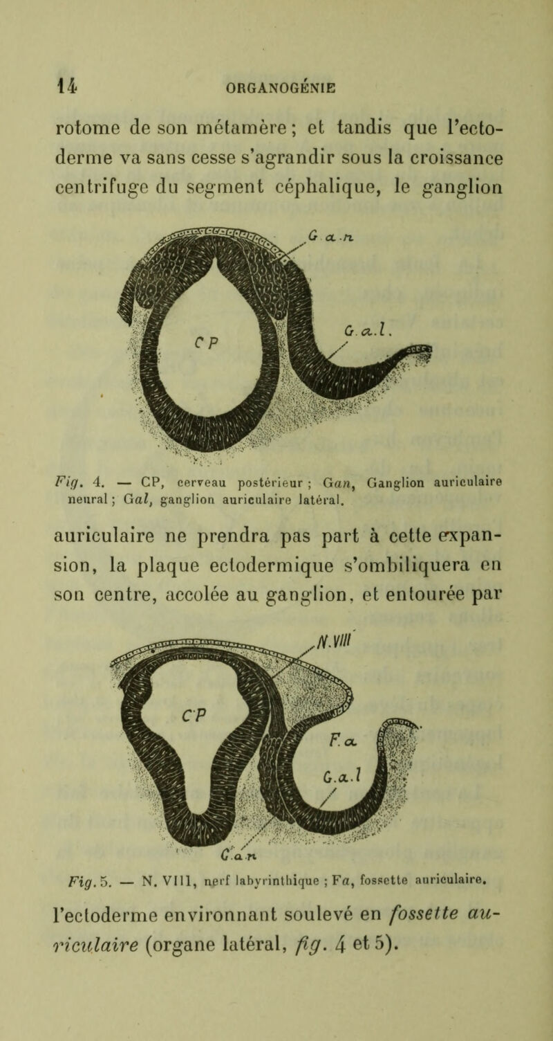 rotome de son métamère ; et tandis que l’ecto- derme va sans cesse s’agrandir sous la croissance centrifuge du segment céphalique, le ganglion neural ; G al, ganglion auriculaire latéral. auriculaire ne prendra pas part à cette expan- sion, la plaque ectodermique s’ombiliquera en son centre, accolée au ganglion, et entourée par Fig. 5. — N. VI11, nprf labyrinthique ; Fa, fossette auriculaire. l’ectoderme environnant soulevé en fossette au- riculaire (organe latéral, fig. 4 et 5).