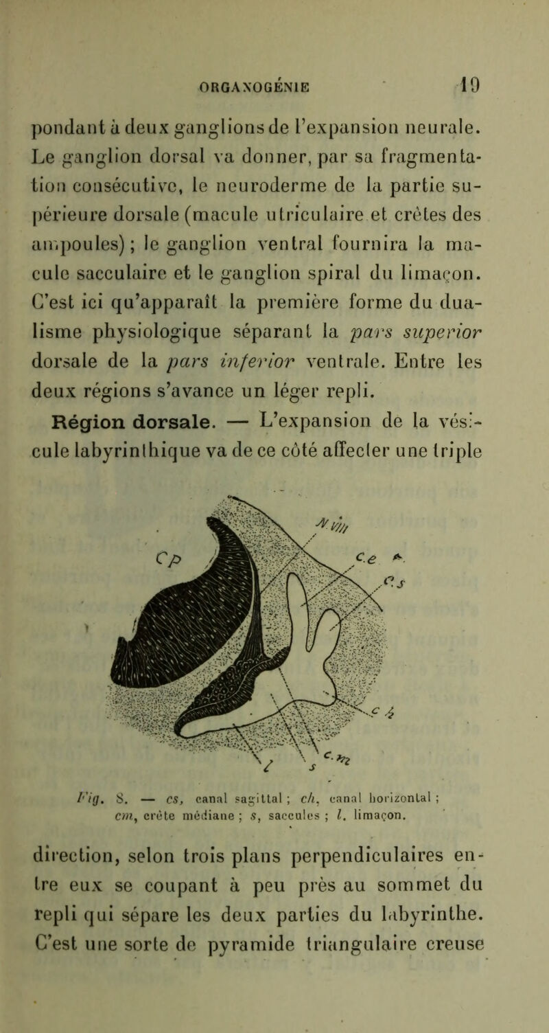 pondant à deux ganglions de l’expansion neurale. Le ganglion dorsal va donner, par sa fragmenta- tion consécutive, le neuroderme de la partie su- périeure dorsale (macule utriculaire et crêtes des ampoules); le ganglion ventral fournira la ma- cule sacculaire et le ganglion spiral du limaçon. C’est ici qu’apparaît la première forme du dua- lisme physiologique séparant la pars superior dorsale de la pars inferior ventrale. Entre les deux régions s’avance un léger repli. Région dorsale. — L’expansion de la vési- cule labyrinlhique va de ce côté affecler une triple Fig. S. — es, canal sagittal ; c/i, canal horizontal ; cm, crête médiane ; s, saccules ; l, limaçon. direction, selon trois plans perpendiculaires en- tre eux se coupant à peu près au sommet du repli qui sépare les deux parties du labyrinthe. C’est une sorte de pyramide triangulaire creuse