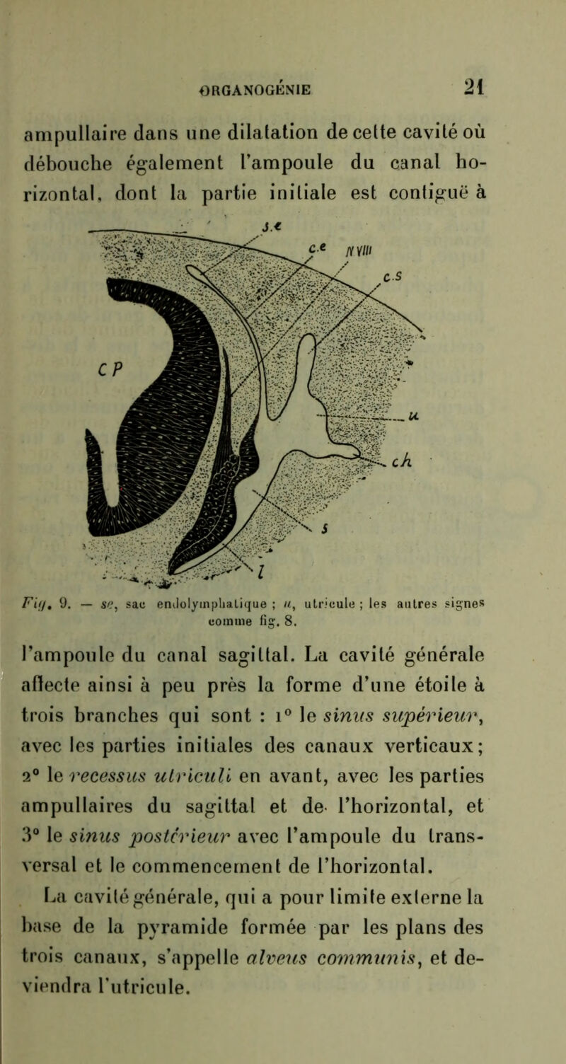 ampullaire dans une dilatation de cette cavité où débouche également l’ampoule du canal ho- rizontal, dont la partie initiale est contiguë à Fig, 9. — sc, sac enilolymplialique ; «, utricule ; les autres signes comme fig. 8. l’ampoule du canal sagittal. La cavité générale affecte ainsi à peu près la forme d’une étoile à trois branches qui sont : i° le sinus supérieur, avec les parties initiales des canaux verticaux; 2° 1 erecessus utriculi en avant, avec les parties ampullaires du sagittal et de l’horizontal, et 3° le sinus postérieur avec l’ampoule du trans- versal et le commencement de l’horizontal. La cavité générale, qui a pour limite externe la hase de la pyramide formée par les plans des trois canaux, s’appelle alveus communis, et de- viendra l’utricule.