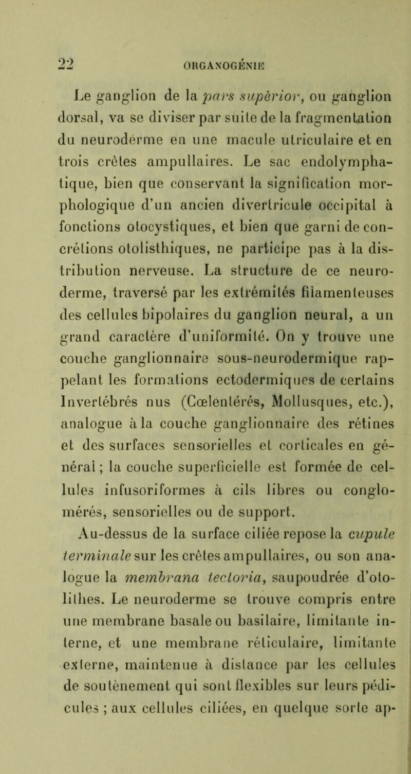 Le ganglion de la pars supèrior, ou ganglion dorsal, va se diviser par suite de la fragmentation du neurodérme en une macule utriculaire et en trois crêtes ampullaires. Le sac endolympha- tique, bien que conservant la signification mor- phologique d’un ancien divertricule occipital à fonctions otocystiques, et bien que garni de con- crétions otolisthiques, ne participe pas à la dis- tribution nerveuse. La structure de ce neuro- derme, traversé par les extrémités filamenteuses des cellules bipolaires du ganglion neural, a un grand caractère d’uniformité. On y trouve une couche ganglionnaire sous-neurodermique rap- pelant les formations ectodermiques de certains Invertébrés nus (Cœlentérés, Mollusques, etc.), analogue à la couche ganglionnaire des rétines et des surfaces sensorielles et corticales en gé- nérai ; la couche superficielle est formée de cel- lules infusoriformes à cils libres ou conglo- mérés, sensorielles ou de support. Au-dessus de la surface ciliée repose la cupule terminale sur les crêtes ampullaires, ou son ana- logue la membrana tecloria, saupoudrée d’oto- lillies. Le neuroderme se trouve compris entre une membrane basale ou basilaire, limitante in- terne, et une membrane réticulaire, limitante externe, maintenue à distance par les cellules de soutènement qui sont flexibles sur leurs pédi- cules ; aux cellules ciliées, en quelque sorte ap-