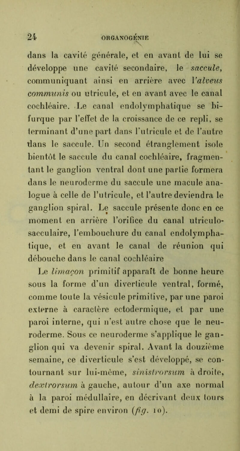 dans la cavité générale, et en avant de lui se développe une cavité secondaire, Je saccule, communiquant ainsi en arrière avec Valveus communis ou utricule, et en avant avec le canal cochléaire. Le canal endolymphatique se bi- furque par l’eiïet de la croissance de ce repli, se terminant d’une part dans rulricule et de l’autre dans le saccule. Un second étranglement isole bientôt le saccule du canal cochléaire, fragmen- tant le ganglion ventral dont une partie formera dans le neuroderme du saccule une macule ana- logue à celle de l’utricule, et l’autre deviendra le ganglion spiral. Le saccule présente donc en ce moment en arrière l’orifice du canal utriculo- sacculaire, l’embouchure du canal endolympha- tique, et en avant le canal de réunion qui débouche dans le canal cochléaire Le limaçon primitif apparaît de bonne heure sous la forme d’un diverlicule ventral, formé, comme toute la vésicule primitive, par une paroi externe à caractère ectodermique, et par une paroi interne, qui n’est autre chose que le neu- roderme. Sous ce neuroderme s’applique le gan- glion qui va devenir spiral. Avant la douzième semaine, ce diverticule s’est développé, se con- tournant sur lui-mème, sinistrorsum à droite, dextrorsam à gauche, autour d’un axe normal à la paroi médullaire, en décrivant deux tours et demi de spire environ (fig. 10).