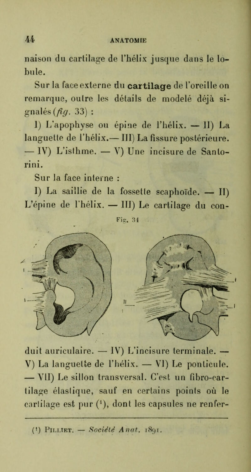 naison du cartilage de l’hélix jusque dans le lo- bule. Sur la face externe du cartilage de l’oreille on remarque, outre les détails de modelé déjà si- gnalés (fig. 33) : 1) L’apophyse ou épine de l’hélix. — II) La languette de l’hélix.— III) La fissure postérieure. — IV) L’isthme. — V) Une incisure de Sanlo- rini. Sur la face interne : I) La saillie de la fossette scaphoïde. — II) L’épine de l'hélix. — III) Le cartilage du con- Fig. 34 duit auriculaire. — IV) L’incisure terminale. — V) La languette de l’hélix. — VI) Le ponlicule. — VII) Le sillon transversal. C’est un fibro-car- tilage élastique, sauf en certains points où le cartilage est pur (1), dont les capsules ne renfer- . (») Pilliet. — Sociêlë Anat. 1891.