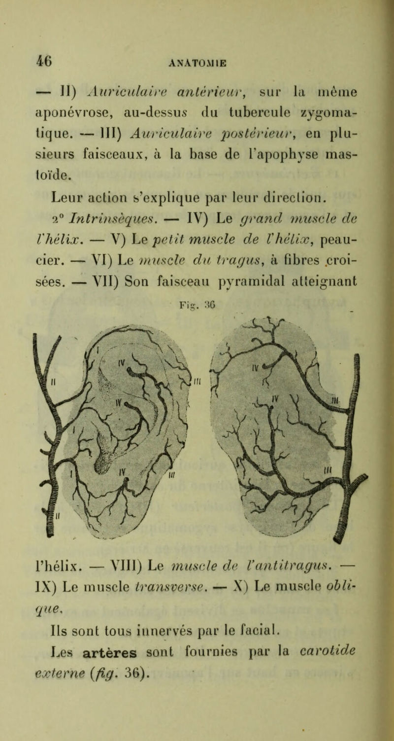 — II) Auriculaire antérieur, sur la même aponévrose, au-dessus du tubercule zygoma- tique. — III) Auriculaire postérieur, en plu- sieurs faisceaux, à la base de l’apophyse mas- toïde. Leur action s’explique par leur direction. 2° Intrinsèques. — IV) Le grand muscle de l'hélix. — V) Le petit muscle de l'hélix, peau- cier. — VI) Le muscle du tragus, à fibres .croi- sées. — VII) Son faisceau pyramidal atteignant l’hélix. — VIII) Le muscle de Vantitragus. — IX) Le muscle transverse. — X) Le muscle obli- que. Ils sont tous innervés par le facial. Les artères sont fournies par la carotide externe (fig. 36).