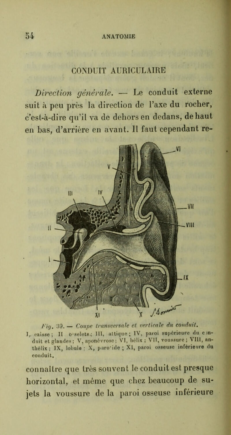CONDUIT AURICULAIRE Direction générale. — Le conduit externe suit à peu près la direction de l’axe du rocher, c’est-à-dire qu’il va de dehors en dedans, de haut en bas, d’arrière en avant. Il faut cependant re- Fig. 39. — Coupe transversale et verticale du conduit. I, caisse; II o-selets.; III, attique ; IV, paroi supérieure du c in- duit et glandes ; V, aponévrose ; VI, hélix ; VII, voussure ; VIII, an- thélix; IX, lobule ; X, paro'ide ; XI, paroi osseuse inférieure du conduit. connaître que très souvent le conduit est presque horizontal, et même que chez beaucoup de su- jets la voussure de la paroi osseuse inférieure