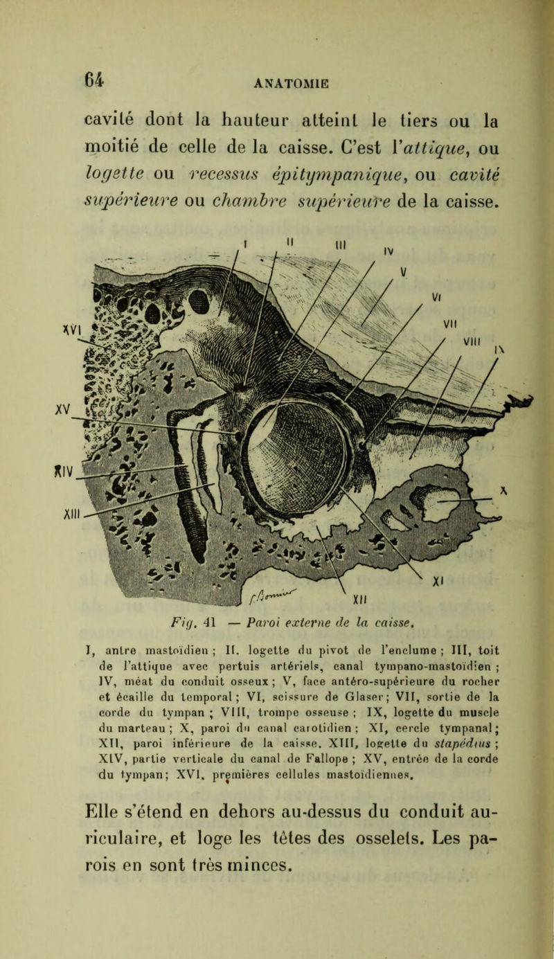 cavilé dont la hauteur atteint le tiers ou la moitié de celle de la caisse. C’est 1 ’attique, ou logette ou recessus épitympanique, ou cavité supérieure ou chambre supérieure de la caisse. Fig. 41 — Paroi externe de la caisse. I, antre mastoïdien ; II. logette du pivot de l’enclume ; III, toit de l’attique avec pertuis artériels, canal tympano-mastoïdien ; IV, méat du conduit osseux ; V, face antéro-supérieure du rocher et écaille du temporal; VI, scissure de Glaser; VII, sortie de la corde du tympan; VIII, trompe osseuse; IX, logette du muscle du marteau ; X, paroi du canal carotidien; XI, cercle tympana! ; XII, paroi inférieure de la caisse. XIII, logette du stapéduis ; XIV, partie verticale du canal de Fallope ; XV, entrée de la corde du tympan; XVI. premières cellules mastoïdiennes. Elle s’étend en dehors au-dessus du conduit au- riculaire, et loge les tètes des osselets. Les pa- rois en sont très minces.