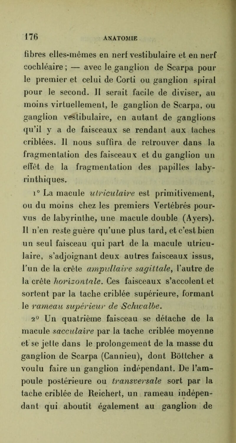 fibres elles-mêmes en nerf vestibulaire et en nerf cochléaire; — avec le ganglion de Scarpa pour le premier et celui de Corti ou ganglion spiral pour le second. Il serait facile de diviser, au moins virtuellement, le ganglion de Scarpa, ou ganglion vestibulaire, en autant de ganglions qu’il y a de faisceaux se rendant aux taches criblées. Il nous suffira de retrouver dans la fragmentation des faisceaux et du ganglion un effet de la fragmentation des papilles laby- rinthiques. i° La macule utriculaire est primitivement, ou du moins chez les premiers Vertébrés pour- vus de labyrinthe, une macule double (Ayers). Il n’en reste guère qu’une plus tard, et c’est bien un seul faisceau qui part de la macule utricu- laire, s’adjoignant deux autres faisceaux issus, l’un de la crête ampullaire sagittale, l’autre de la crête horizontale. Ces faisceaux s’accolent et sortent par la tache criblée supérieure, formant le rameau supérieur de Schwalbe. 2° Un quatrième faisceau se détache de la macule sacculaire par la tache criblée moyenne et se jette dans le prolongement de la masse du ganglion de Scarpa (Cannieu), dont Bôttcher a voulu faire un ganglion indépendant. De l’am- poule postérieure ou transversale sort par la tache criblée de Reichert, un rameau indépen- dant qui aboutit également au ganglion de