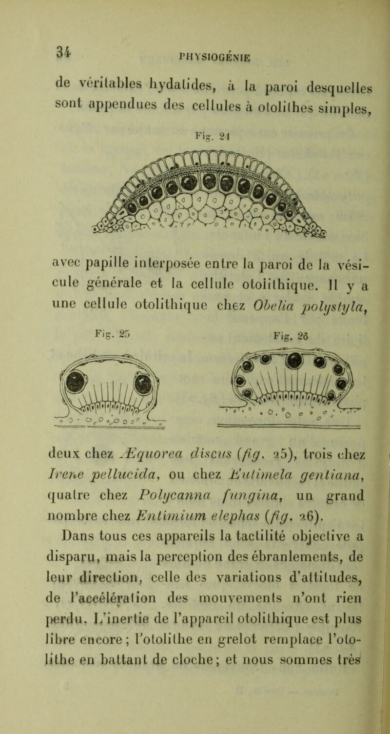 de véritables hydalides, à la paroi desquelles sont appendues des cellules à otolilhes simples, Fig. 24 avec papille interposée entre la paroi de la vési- cule générale et la cellule otolithique. Il y a une cellule otolithique chez Obelia polystyla, Fig. 25 Fig. 2ô deux chez Æquorea discus (fig. 25), trois chez Ivene pellucida, ou chez Eulimela gentiana, quatre chez Polijcanna fungina, un grand nombre chez Entimium eJephas {fig. 26). Dans tous ces appareils la tactilité objective a disparu, mais la perception des ébranlements, de leur direction, celle des variations d’attitudes, de l’accélération des mouvements n’ont rien perdu. L’inertie de l’appareil otolithique est plus libre encore; Lotolithe en grelot remplace l’olo- lithe en battant de cloche; et nous sommes très