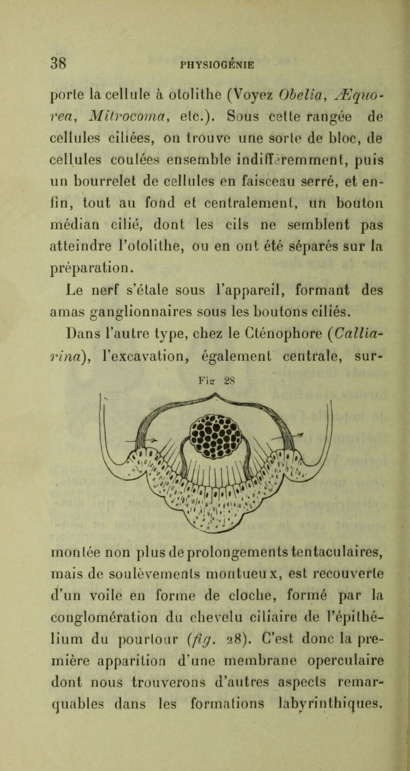 porte la cellule à otolithe (Voyez Obelia, Æquo- rea, Mitrocoma, etc.). Sous cette rangée de cellules ciliées, on trouve une sorte de bloc, de cellules coulées ensemble indifféremment, puis un bourrelet de cellules en faisceau serré, et en- fin, tout au fond et centralement, un bouton médian cilié, dont les cils ne semblent pas atteindre Potolithe, ou en ont été séparés sur la préparation. Le nerf s’étale sous l’appareil, formant des amas ganglionnaires sous les boutons ciliés. Dans l’autre type, chez le Cténophore (Cailla- rina), l’excavation, également centrale, sur- Fisr 28 montée non plus de prolongements tentaculaires, mais de soulèvements montueux, est recouverte d’un voile en forme de cloche, formé par la conglomération du chevelu ciliaire de l’épithé- lium du pourtour (fig. 28). C’est donc la pre- mière apparition d’une membrane operculaire dont nous trouverons d’autres aspects remar- quables dans les formations labyrinthiques.