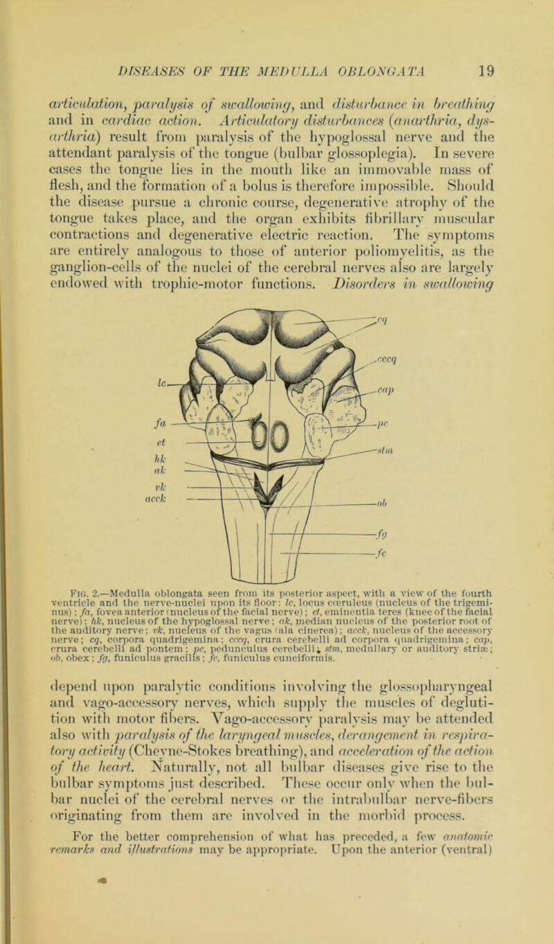 articulation, paralysis of swallowing, and disturbance in breathing and in cardiac action. Articulatory disturbances (anarthria, dys- arthria) result from paralysis of the hypoglossal nerve and the attendant paralysis of the tongue (bulbar glossoplegia). In severe cases the tongue lies in the mouth like an immovable mass of flesh, and the formation of a bolus is therefore impossible. Should the disease pursue a chronic course, degenerative atrophy of the tongue takes place, and the organ exhibits fibrillary muscular contractions and degenerative electric reaction. The symptoms are entirely analogous to those of anterior poliomyelitis, as the ganglion-cells of the nuclei of the cerebral nerves also are largely endowed with trophic-motor functions. Disorders in swallowing Fig. 2.—Medulla oblongata seen from its posterior aspect, with a view of the fourth ventricle and the nerve-nuclei upon its floor: Ic, locus coeruleus (nucleus of the trigemi- nus) ; fa, fovea anterior (nucleus of the facial nerve); et, eminentia teres (knee of the facial nerve); hk, nucleus of the hypoglossal nerve; ak, median nucleus of the posterior root of the auditory nerve; vk, nucleus of the vagus (ala cinerea); acck, nucleus of the accessory nerve; cq, corpora quadrigemina; cccq, crura cerehelli ad corpora quadrigemina; cap, crura cerebelli ad pontem : pc, pedunculus cerehellii s/m, medullary or auditory striae; ob, obex; fg, funiculus gracilis; fc, funiculus cuneiformis. depend upon paralytic conditions involving the glossopharyngeal and vago-accessory nerves, which supply the muscles of degluti- tion with motor fibers. Vago-accessory paralysis may be attended also with paralysis of the laryngeal muscles, derangement in respira- tory activity (Chevne-Stokes breathing), and acceleration of the action of the heart. Naturally, not all bulbar diseases give rise to the bulbar symptoms just described. These occur only when the bul- bar nuclei of the cerebral nerves or the intrabulbar nerve-fibers originating from them are involved in the morbid process. For the better comprehension of what has preceded, a few anatomic remarks and illustrations may be appropriate. Upon the anterior (ventral)