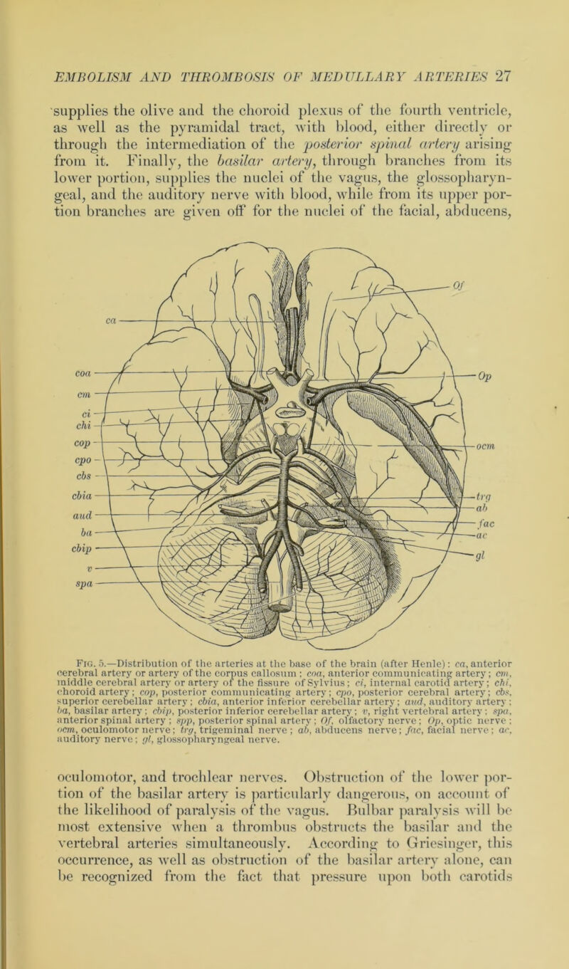 supplies the olive and the choroid plexus of the fourth ventricle, as well as the pyramidal tract, with blood, either directly or through the intermediation of the posterior spinal artery arising from it. Finally, the basilar artery, through branches from its lower portion, supplies the nuclei of the vagus, the glossopharyn- geal, and the auditory nerve with blood, while from its upper por- tion branches are given off for the nuclei of the facial, abducens, Fig. 5.—Distribution of the arteries at the base of the brain (after Henle): ca, anterior cerebral artery or artery of the corpus callosum : cna, anterior communicating artery; cni, middle cerebral artery or artery or the fissure of Sylvius; ci, internal carotid artery; chi, choroid artery; cop, posterior communicating artery; cpn, posterior cerebral artery; cbs, superior cerebellar artery; cbia, anterior inferior cerebellar artery; and, auditory a'rtery ; ha, basilar artery; chip, posterior inferior cerebellar artery; v, right vertebral artery; spa. anterior spinal artery ; spp, posterior spinal artery; Of, olfactory nerve; Op, optic nerve : ocm, oculomotor nerve; trg, trigeminal nerve; ab, abducens nerve; fac, facial nerve; ac, auditory nerve; <jl, glossopharyngeal nerve. oculomotor, aud trochlear nerves. Obstruction of the lower por- tion of the basilar artery is particularly dangerous, on account of the likelihood of paralysis of the vagus. Bulbar paralysis will be most extensive when a thrombus obstructs the basilar and the vertebral arteries simultaneously. According to Griesinger, this occurrence, as well as obstruction of the basilar artery alone, can be recognized from the fact that pressure upon both carotids