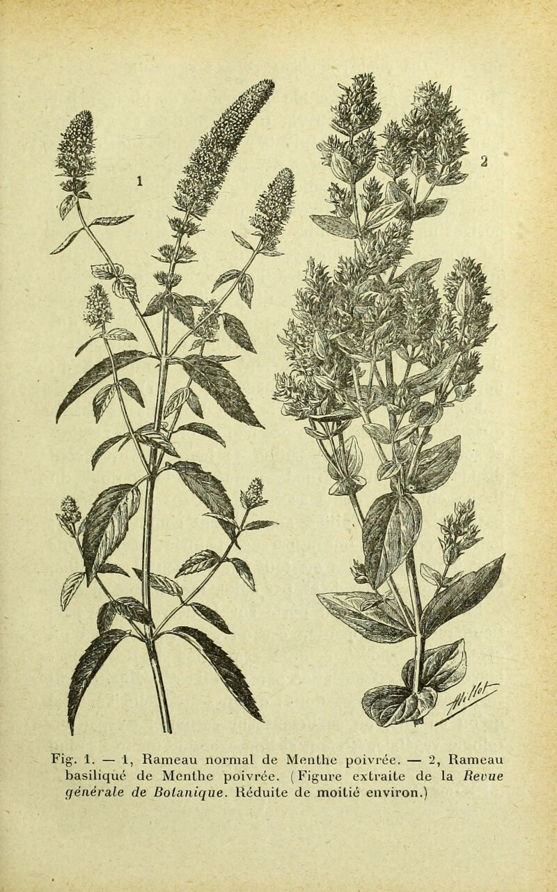 basilique de Menthe poivrée. (Figure extraite de la Revue générale de Botanique. Réduite de moitié environ.)
