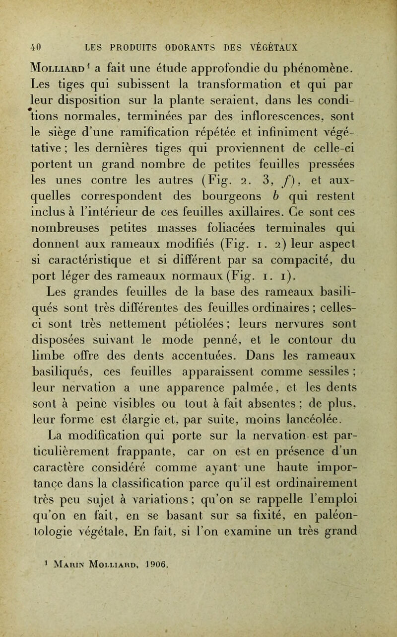 Molliard1 a fait une étude approfondie du phénomène. Les tiges qui subissent la transformation et qui par leur disposition sur la plante seraient, dans les condi- tions normales, terminées par des inflorescences, sont le siège d’une ramification répétée et infiniment végé- tative ; les dernières tiges qui proviennent de celle-ci portent un grand nombre de petites feuilles pressées les unes contre les autres (Fig. 2. 3, /), et aux- quelles correspondent des bourgeons b qui restent inclus à l’intérieur de ces feuilles axillaires. Ce sont ces nombreuses petites masses foliacées terminales qui donnent aux rameaux modifiés (Fig. 1. 2) leur aspect si caractéristique et si différent par sa compacité, du port léger des rameaux normaux (Fig. 1. 1). Les grandes feuilles de la base des rameaux basili- qués sont très différentes des feuilles ordinaires ; celles- ci sont très nettement pétiolées ; leurs nervures sont disposées suivant le mode penné, et le contour du limbe offre des dents accentuées. Dans les rameaux basiliqués, ces feuilles apparaissent comme sessiles ; leur nervation a une apparence palmée, et les dents sont à peine visibles ou tout à fait absentes ; de plus, leur forme est élargie et. par suite, moins lancéolée. La modification qui porte sur la nervation est par- ticulièrement frappante, car on est en présence d’un caractère considéré comme ayant une haute impor- tance dans la classification parce qu’il est ordinairement très peu sujet à variations ; qu’on se rappelle l’emploi qu’on en fait, en se basant sur sa fixité, en paléon- tologie végétale. En fait, si l’on examine un très grand ' Marin Molliard, 1906.
